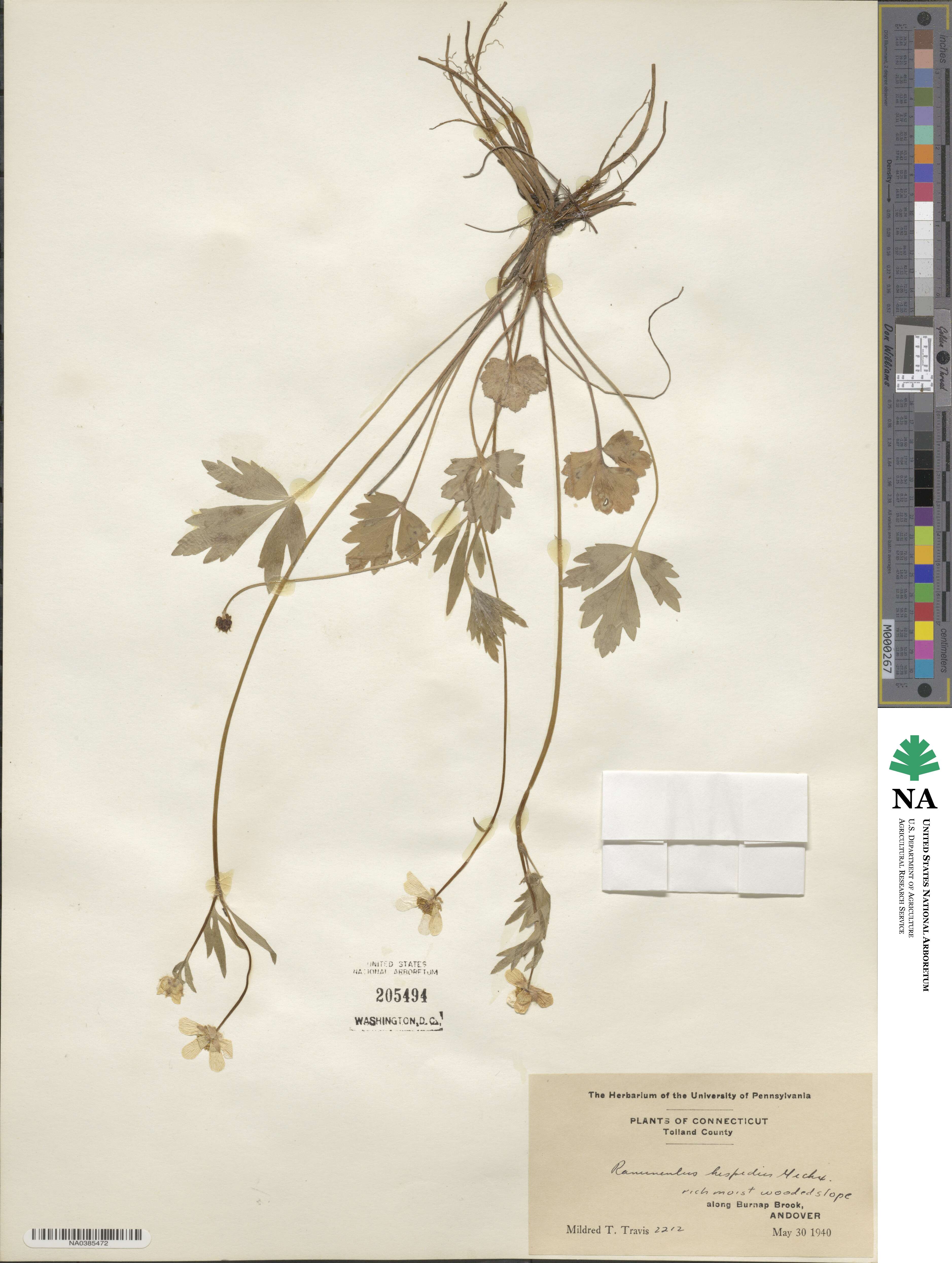 Ranunculus hispidus image