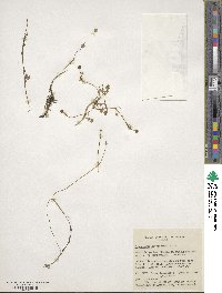Ranunculus hyperboreus image