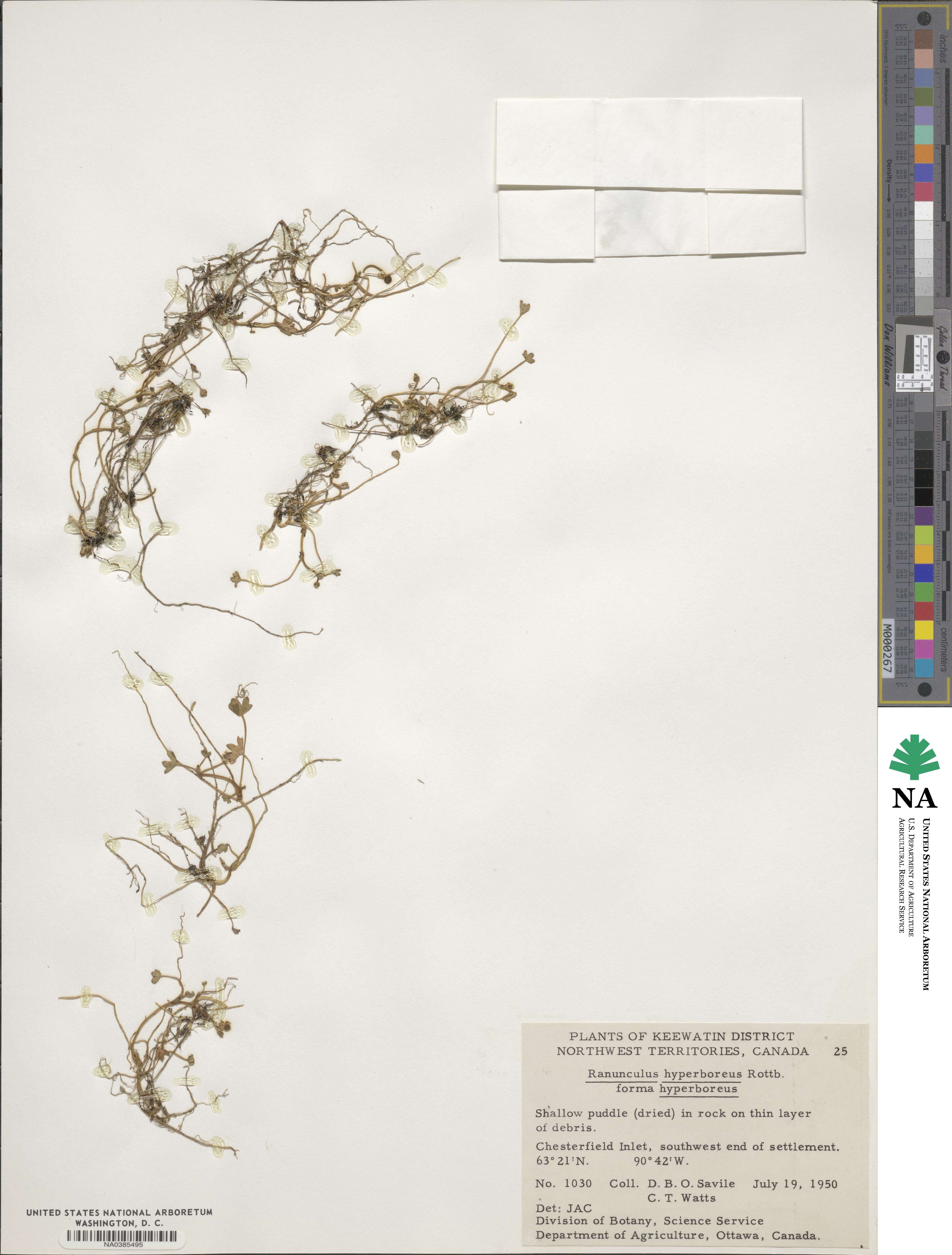 Ranunculus hyperboreus image