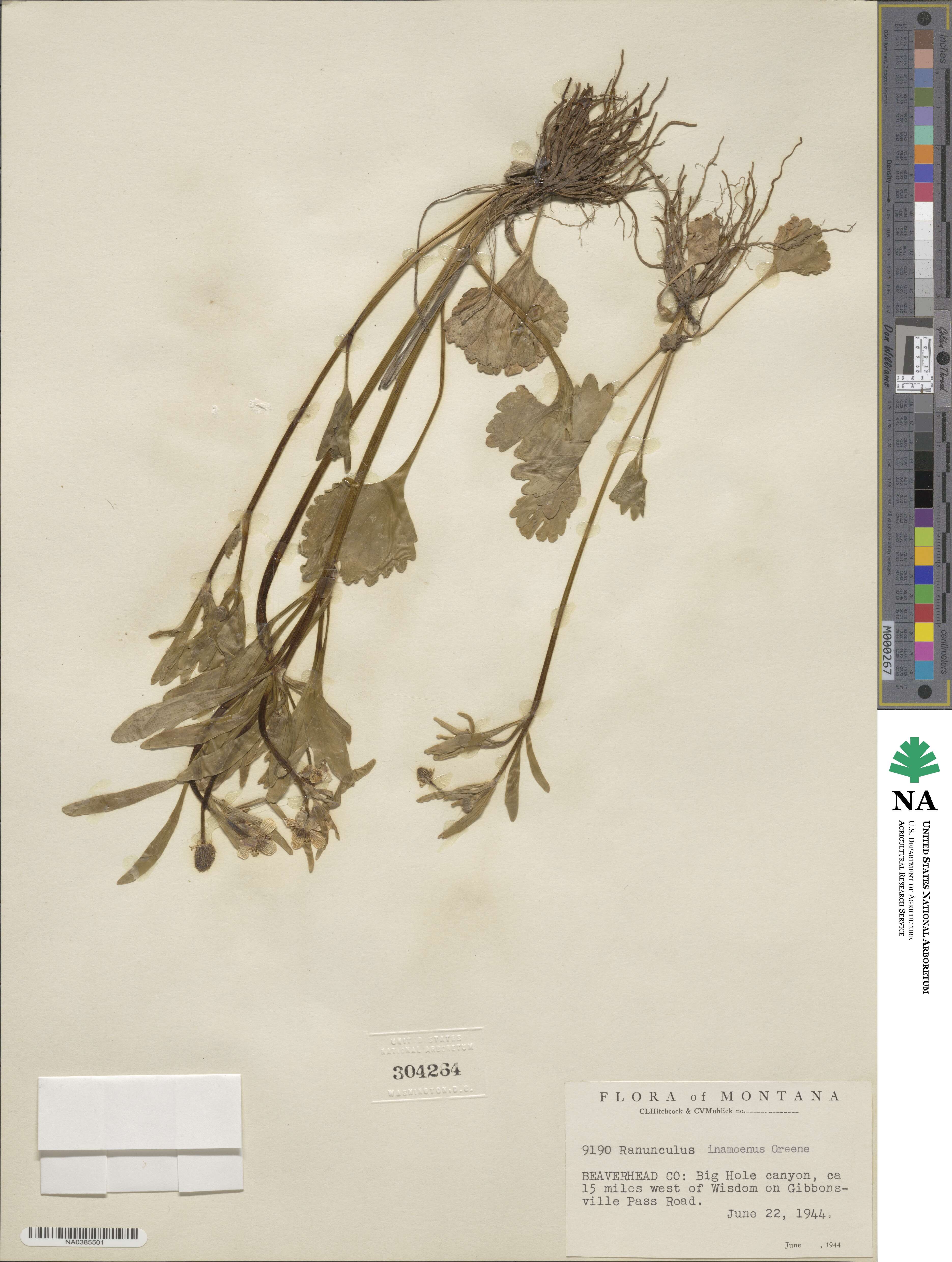 Ranunculus inamoenus image