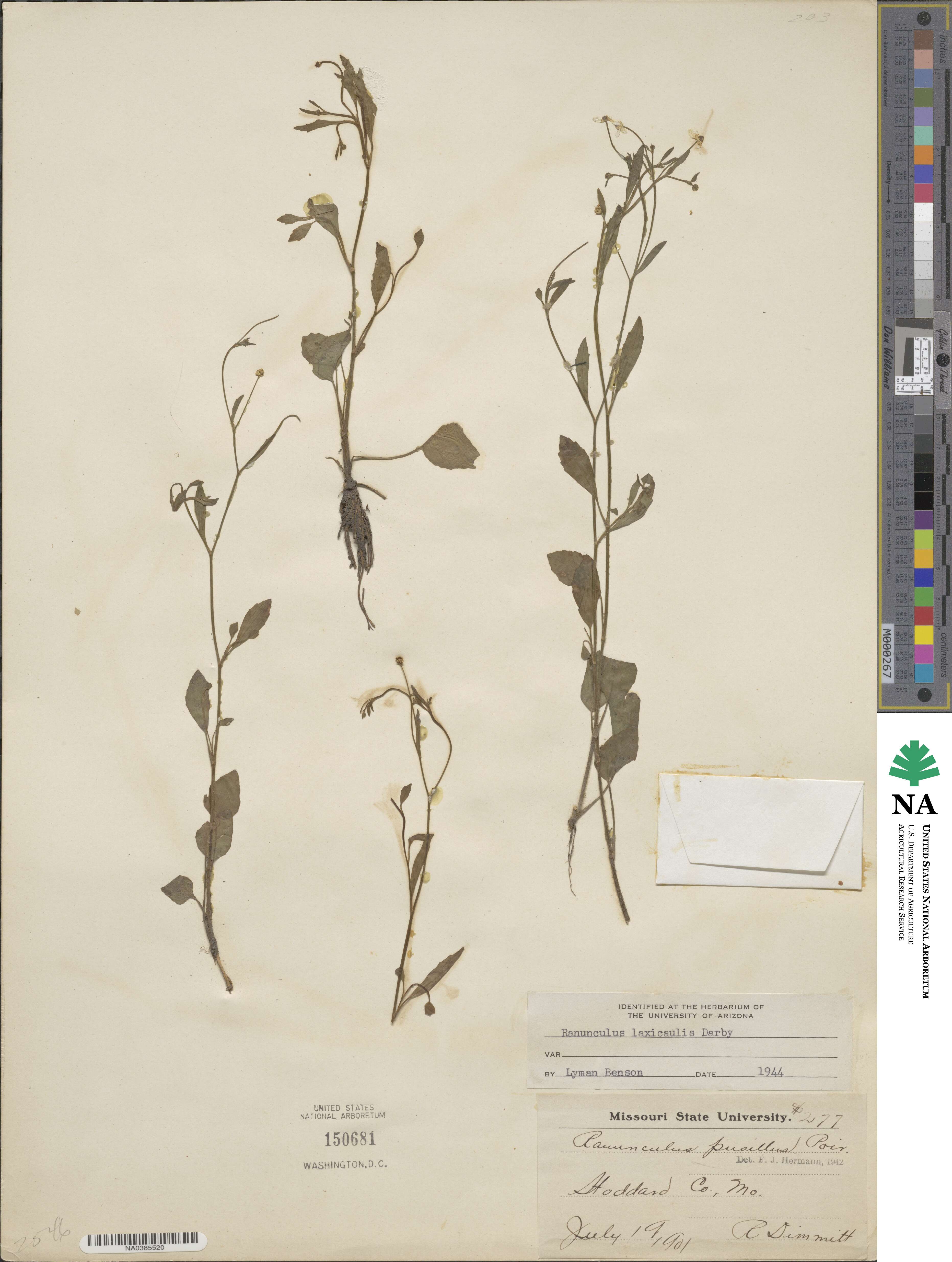 Ranunculus laxicaulis image