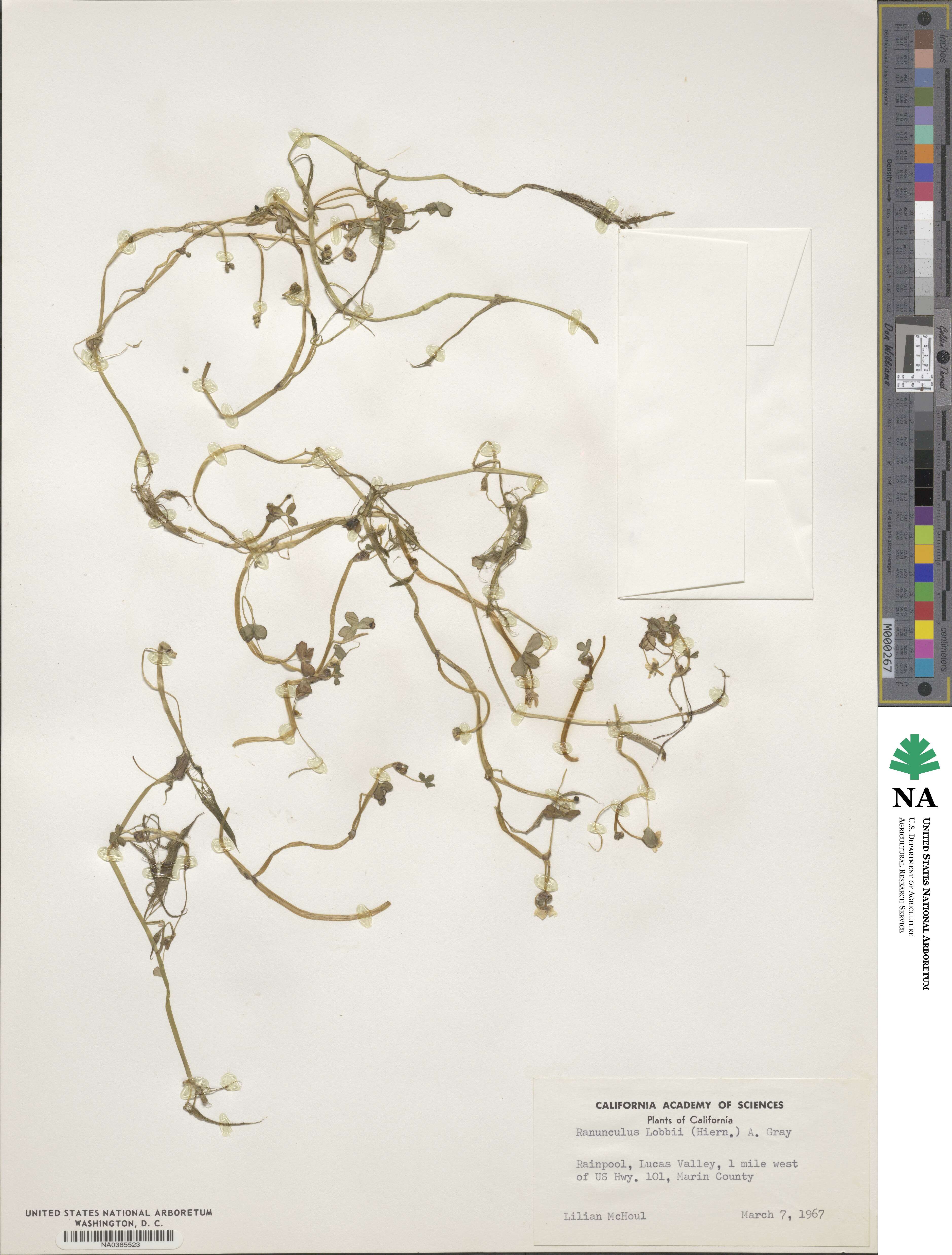 Ranunculus lobbii image