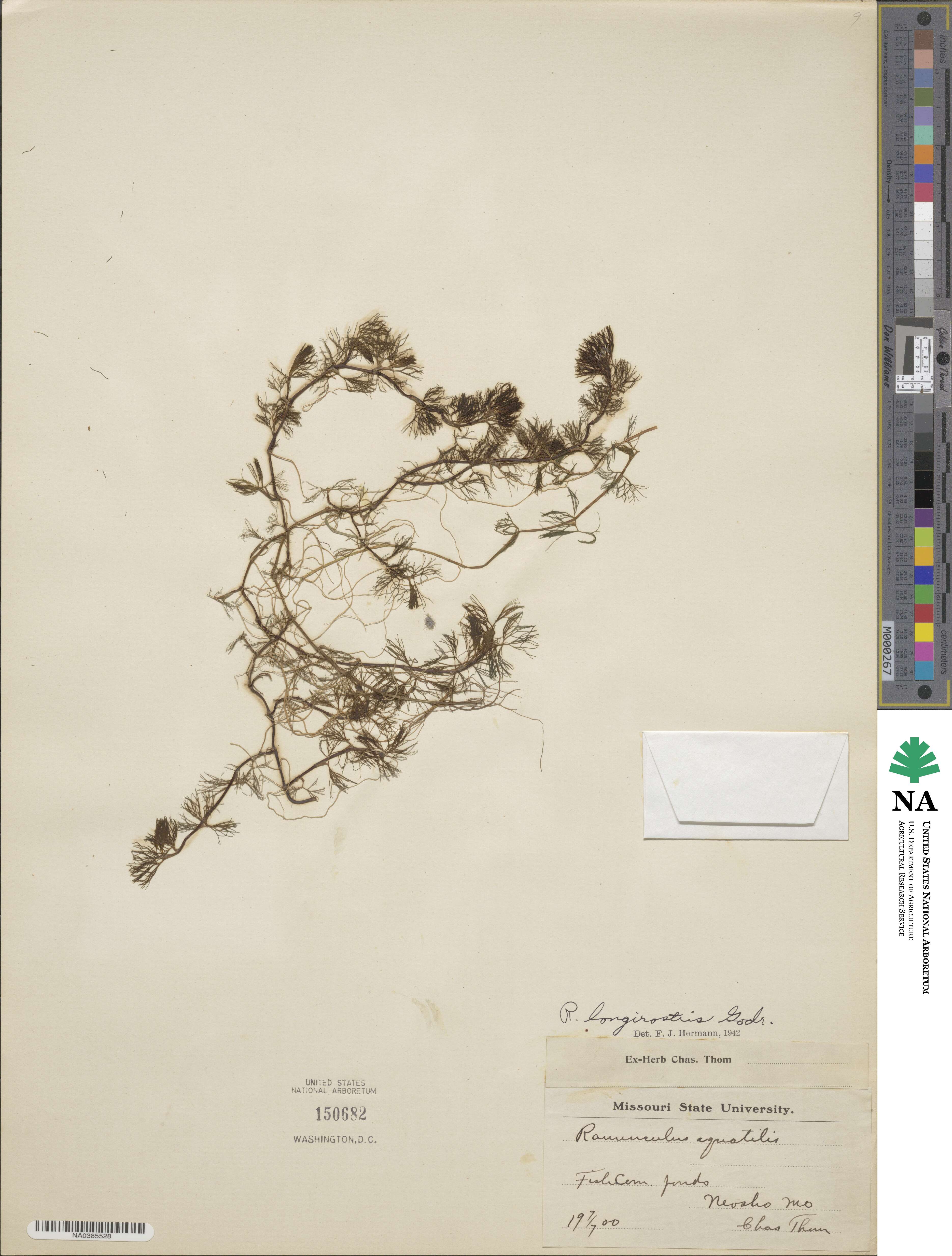Ranunculus longirostris image