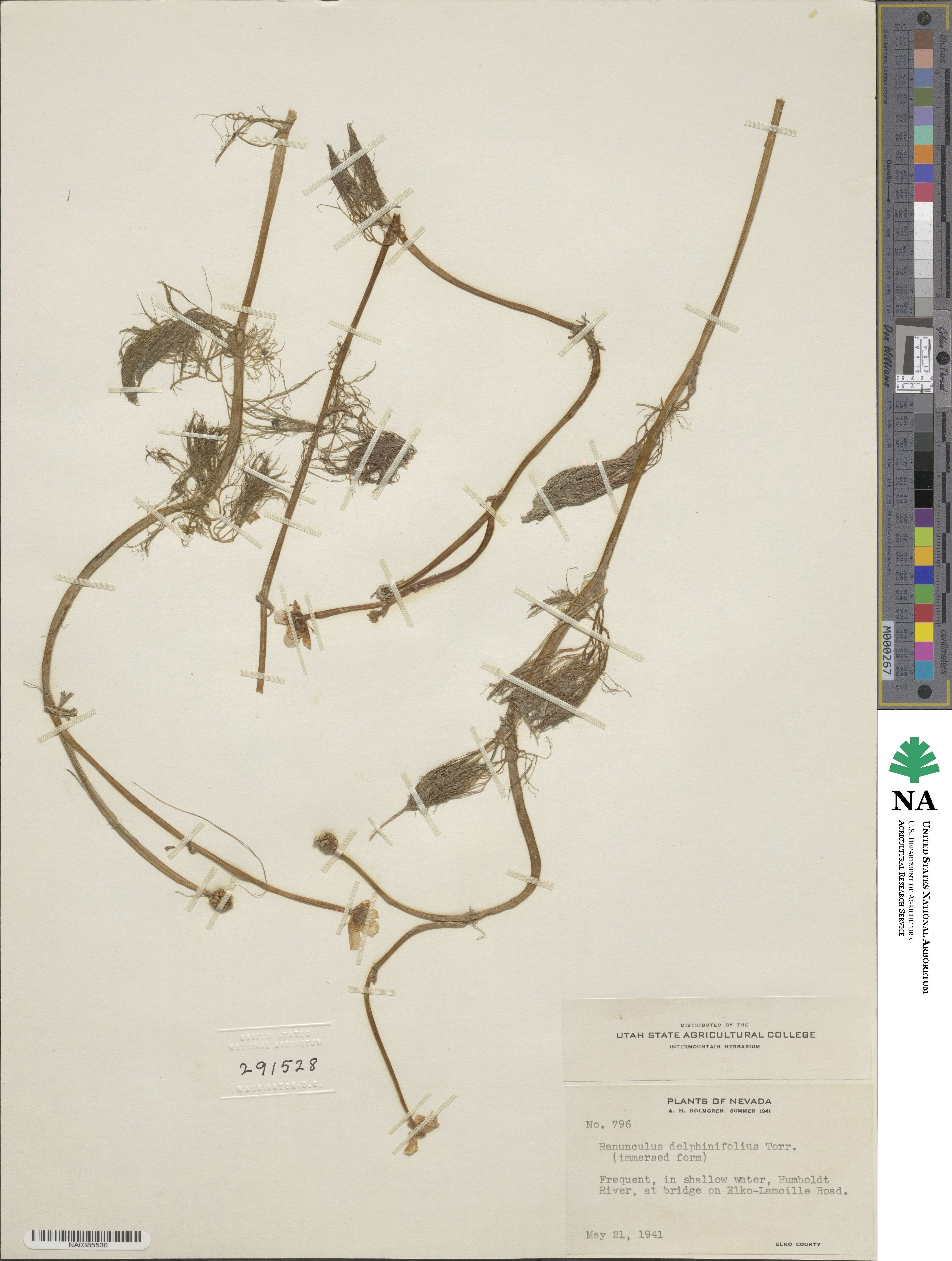Ranunculus polyanthemos subsp. polyanthemos image
