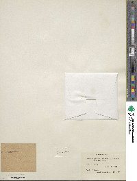 Ceratocephala falcata subsp. falcata image
