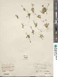 Ceratocephala falcata subsp. falcata image
