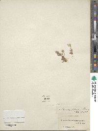 Ceratocephala falcata subsp. falcata image
