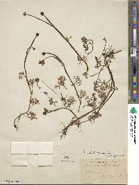 Ranunculus flabellaris image