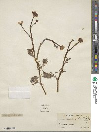 Ranunculus flabellaris image