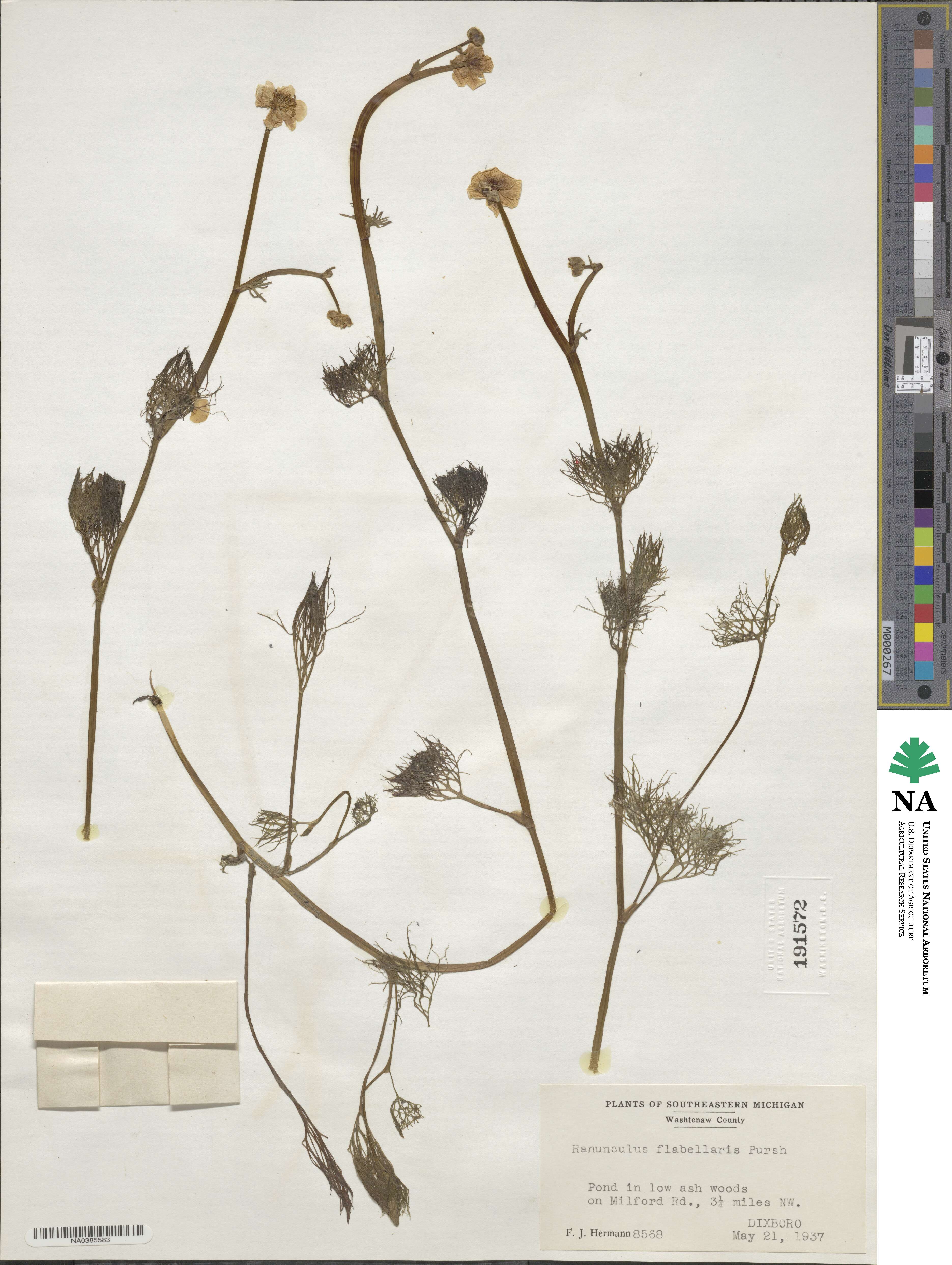 Ranunculus flabellaris image