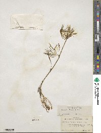 Ranunculus flabellaris image
