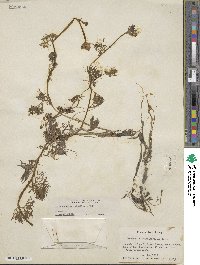 Ranunculus flabellaris image
