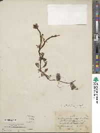 Ranunculus flabellaris image