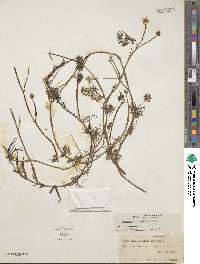 Ranunculus flabellaris image