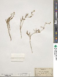Ranunculus flammula var. intermedius image