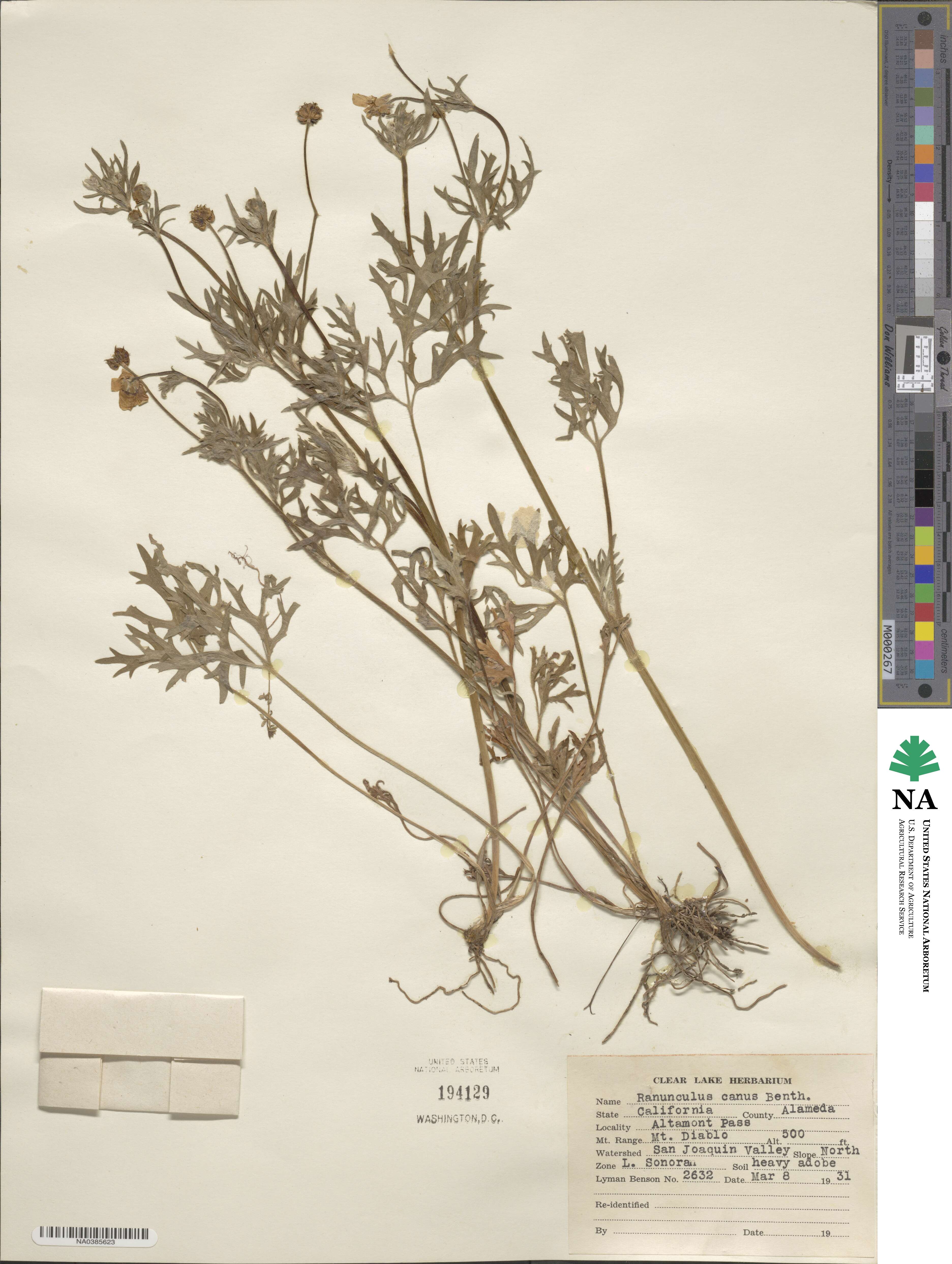 Ranunculus canus image