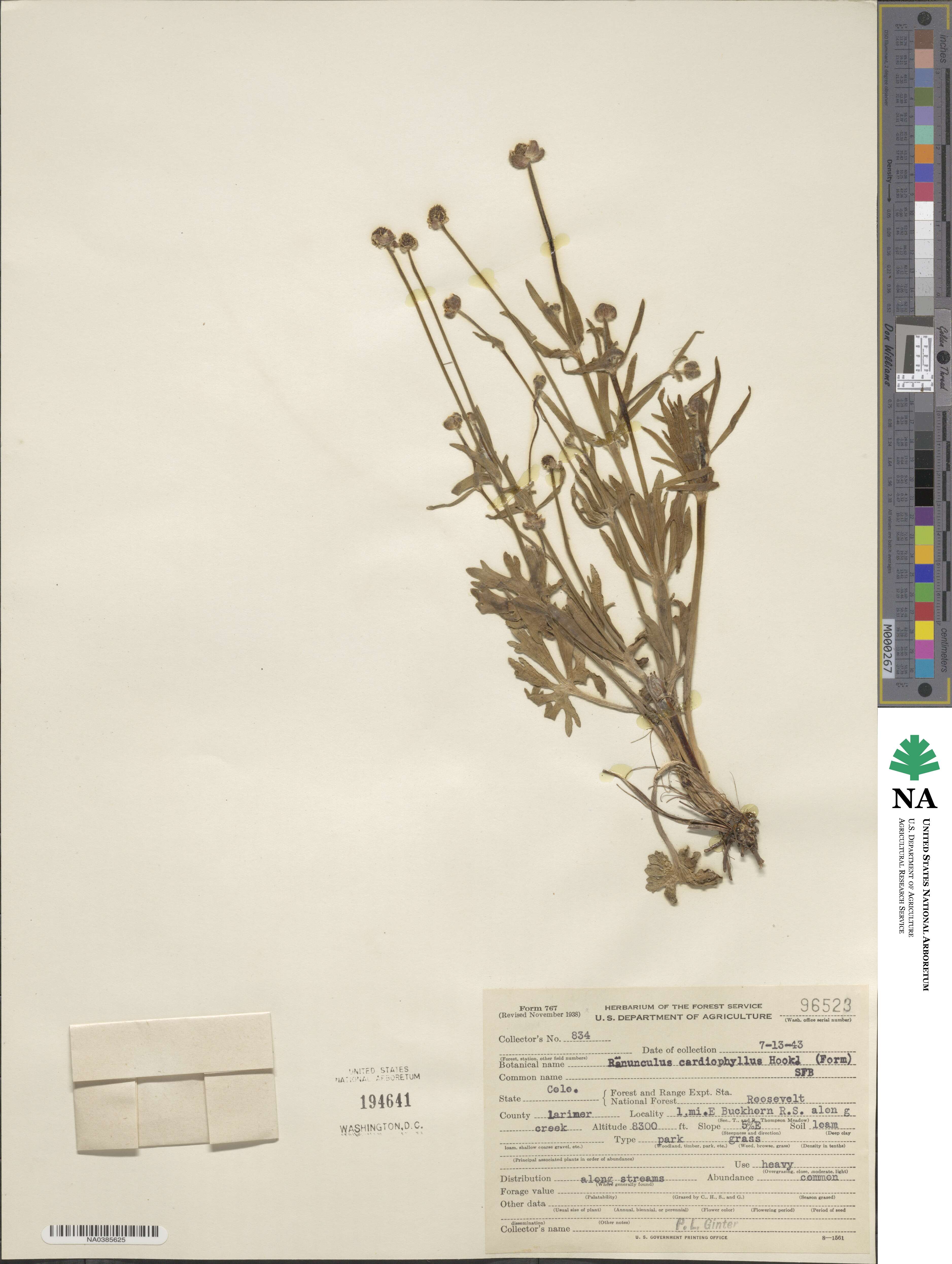 Ranunculus cardiophyllus image