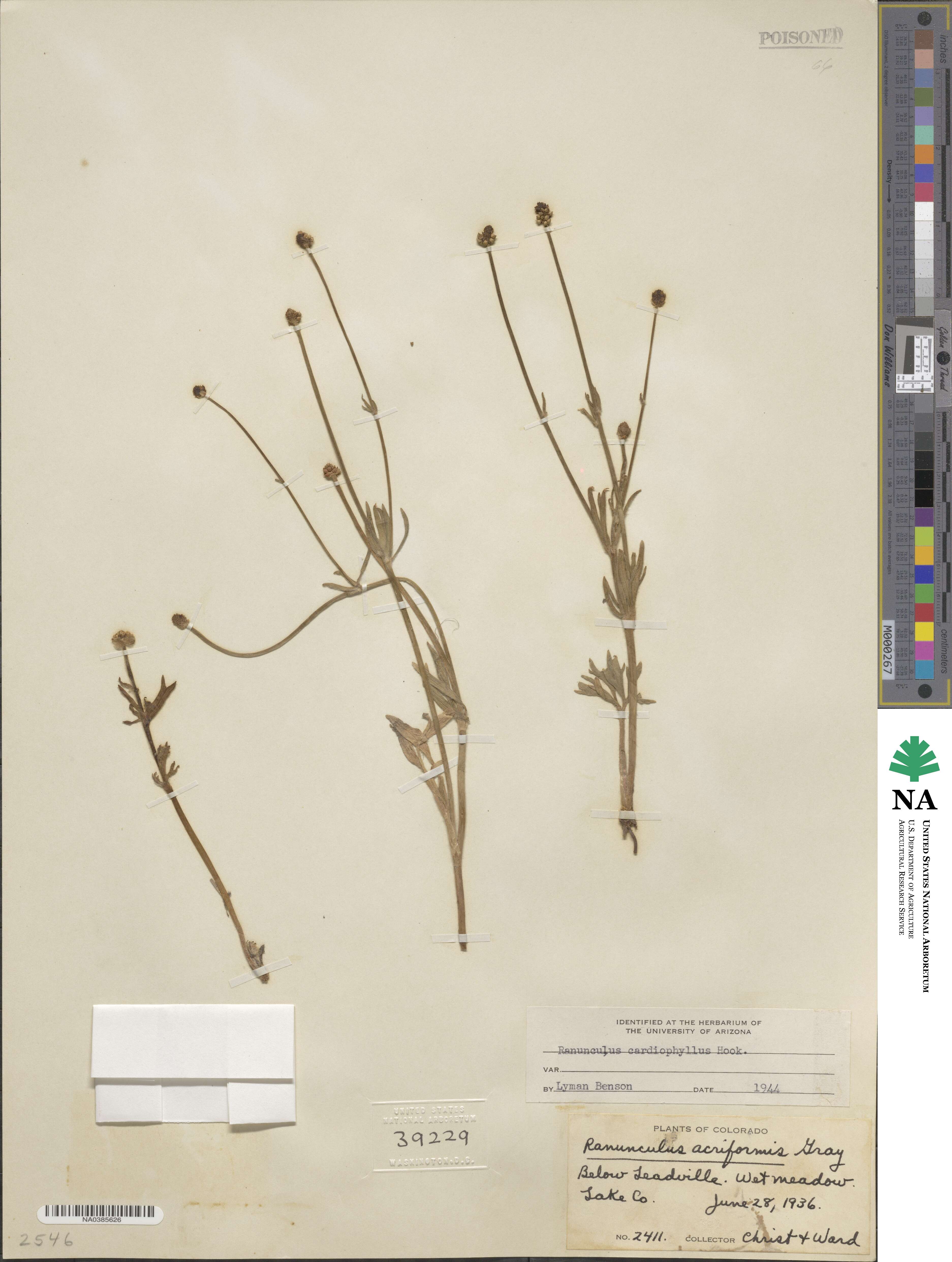 Ranunculus cardiophyllus image