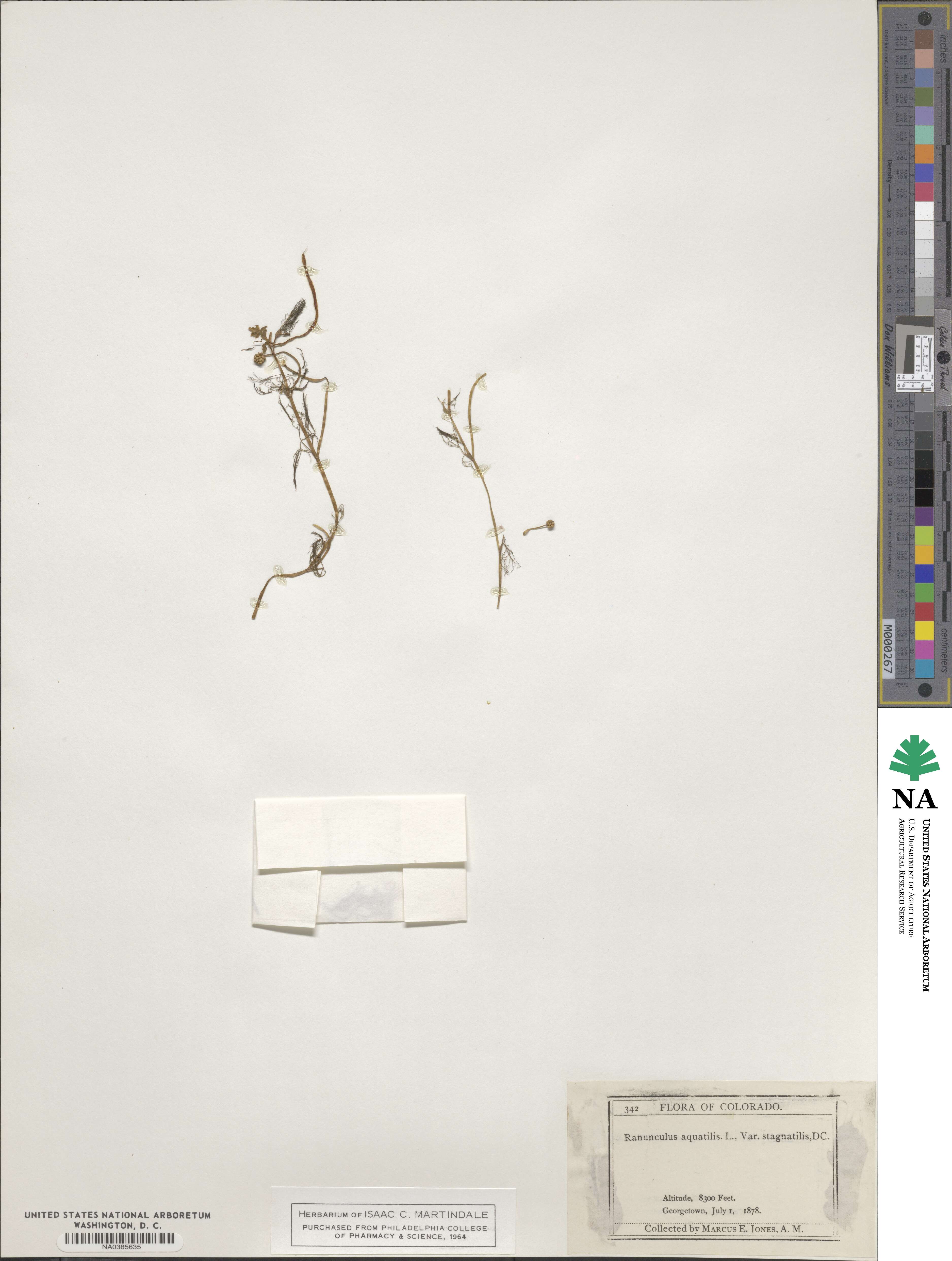 Ranunculus circinatus image