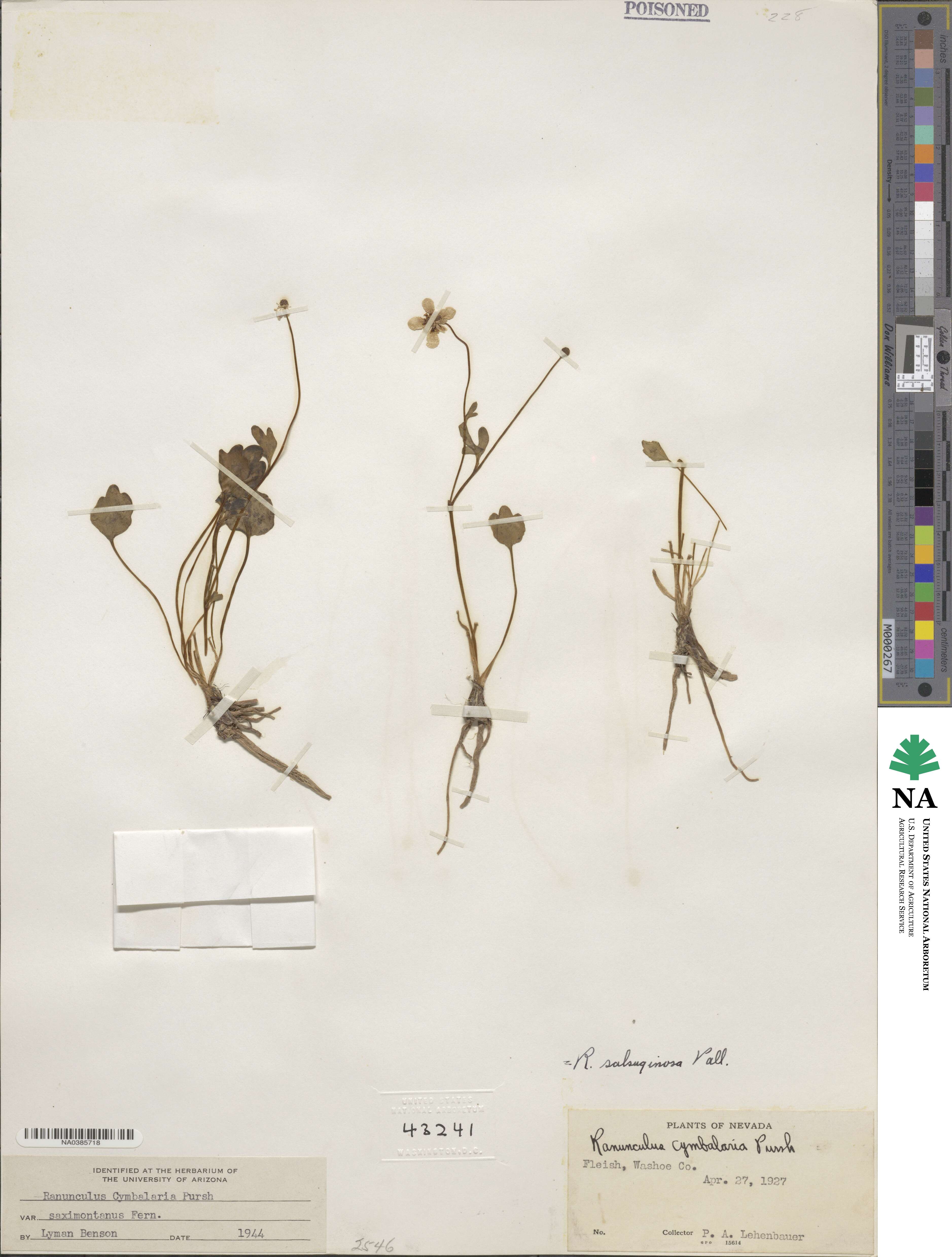 Halerpestes cymbalaria image