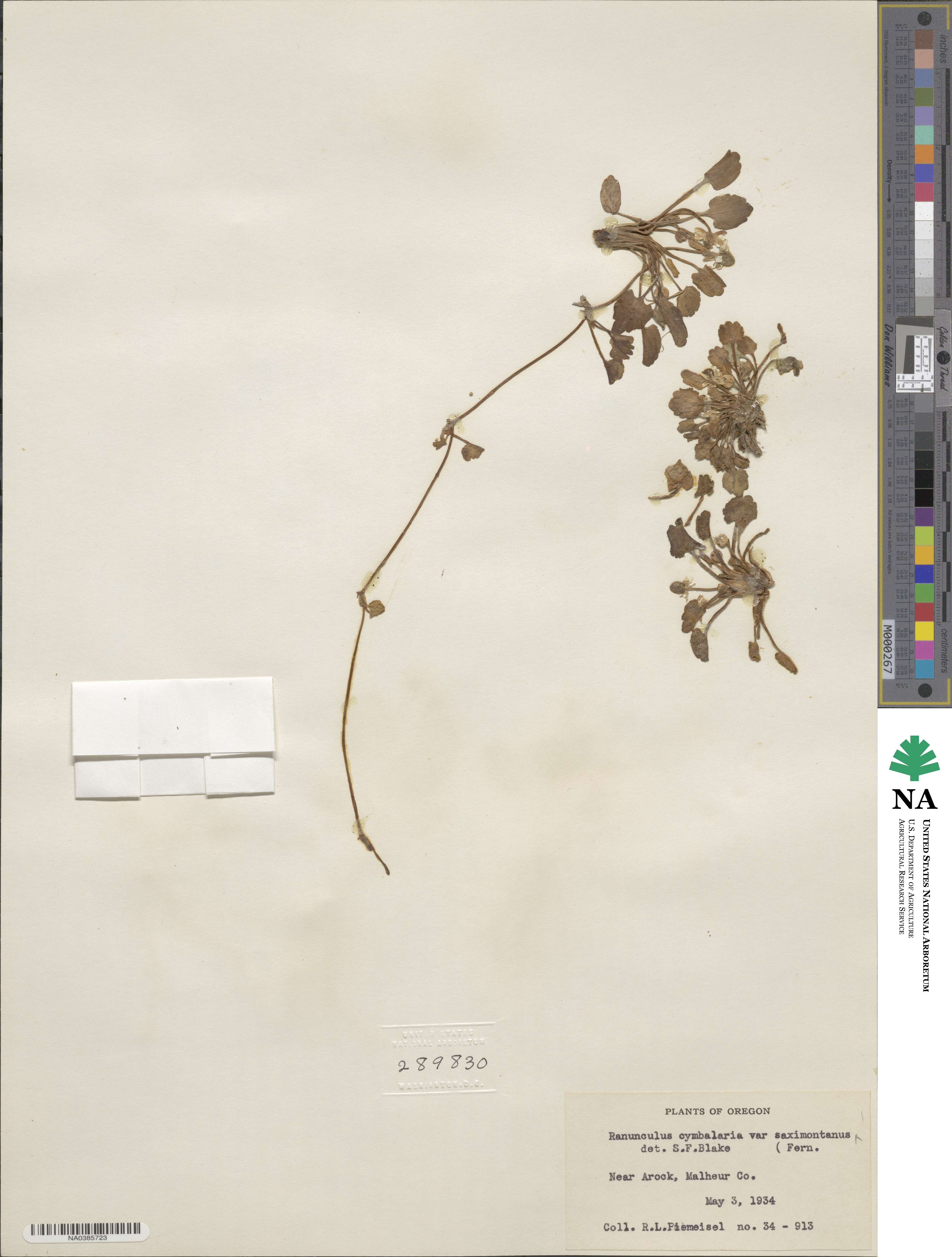 Halerpestes cymbalaria image