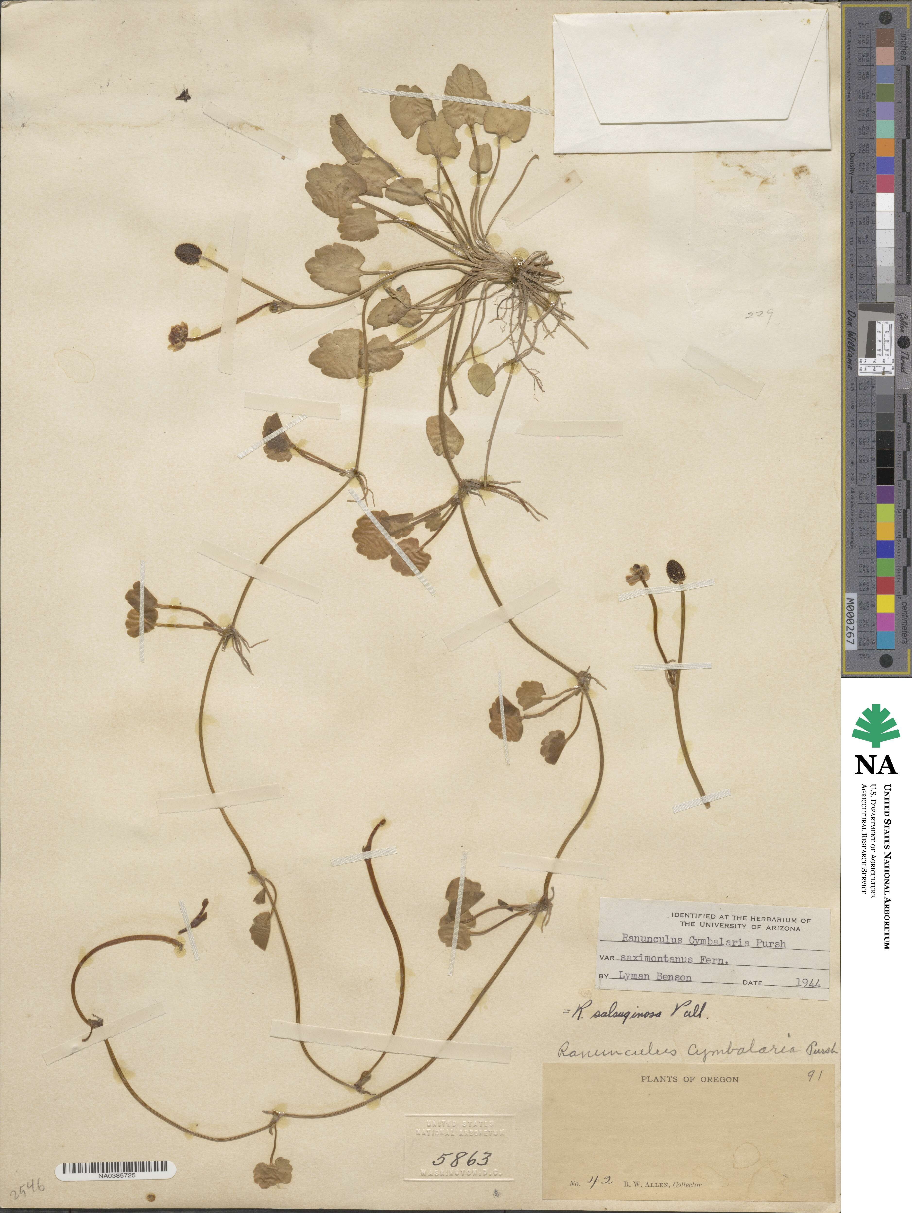 Halerpestes cymbalaria image