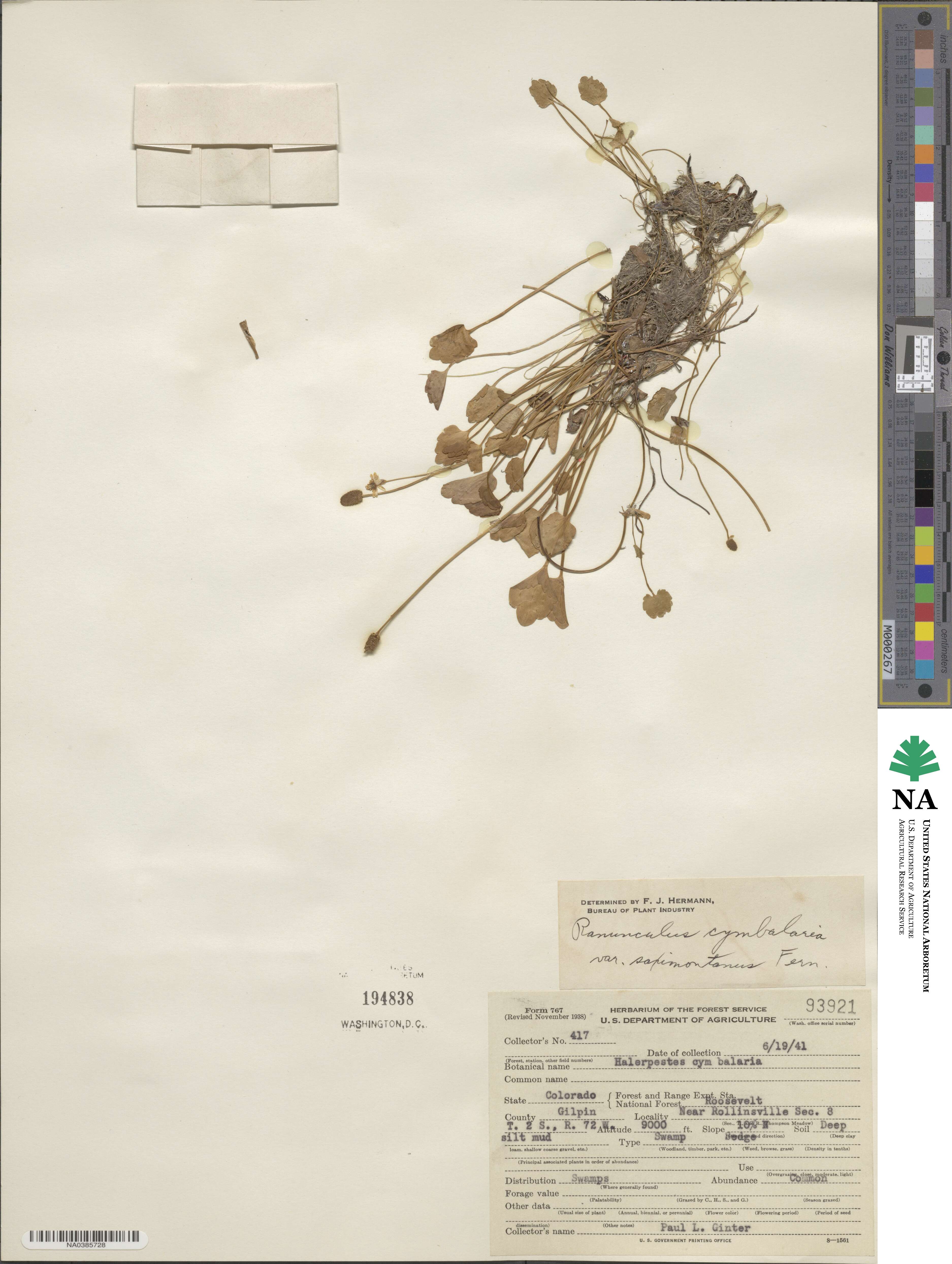 Halerpestes cymbalaria image