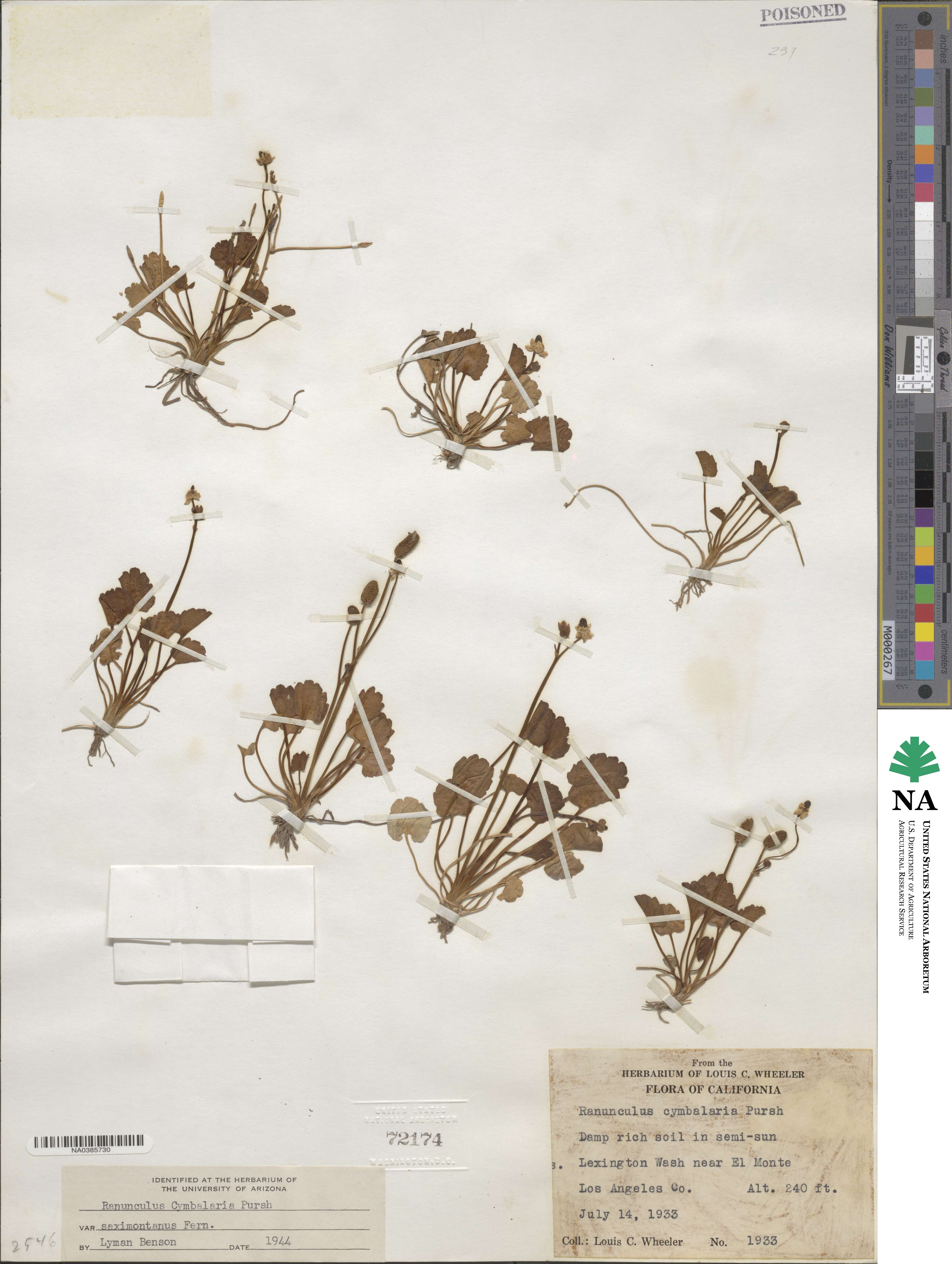 Halerpestes cymbalaria image