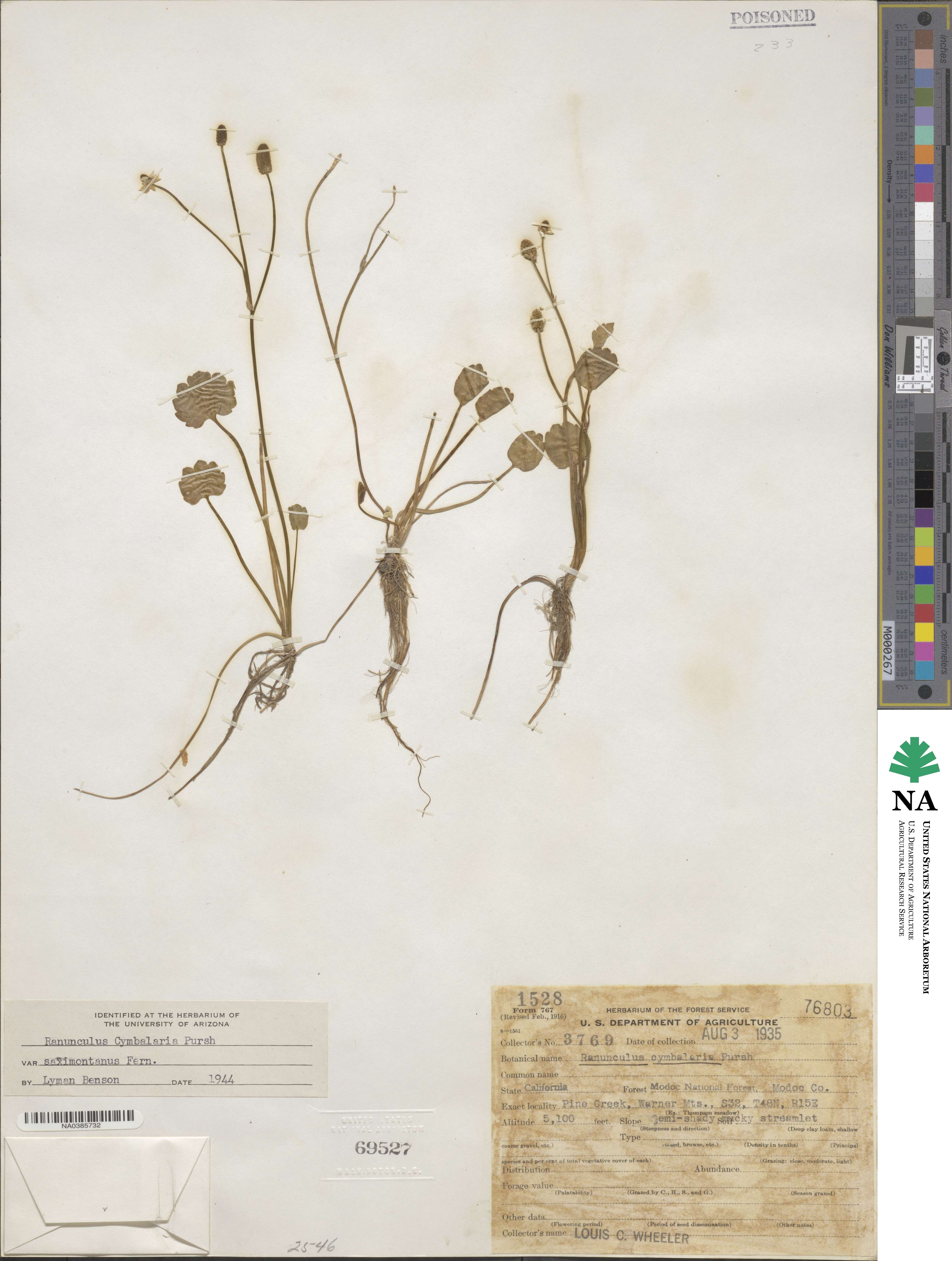 Halerpestes cymbalaria image