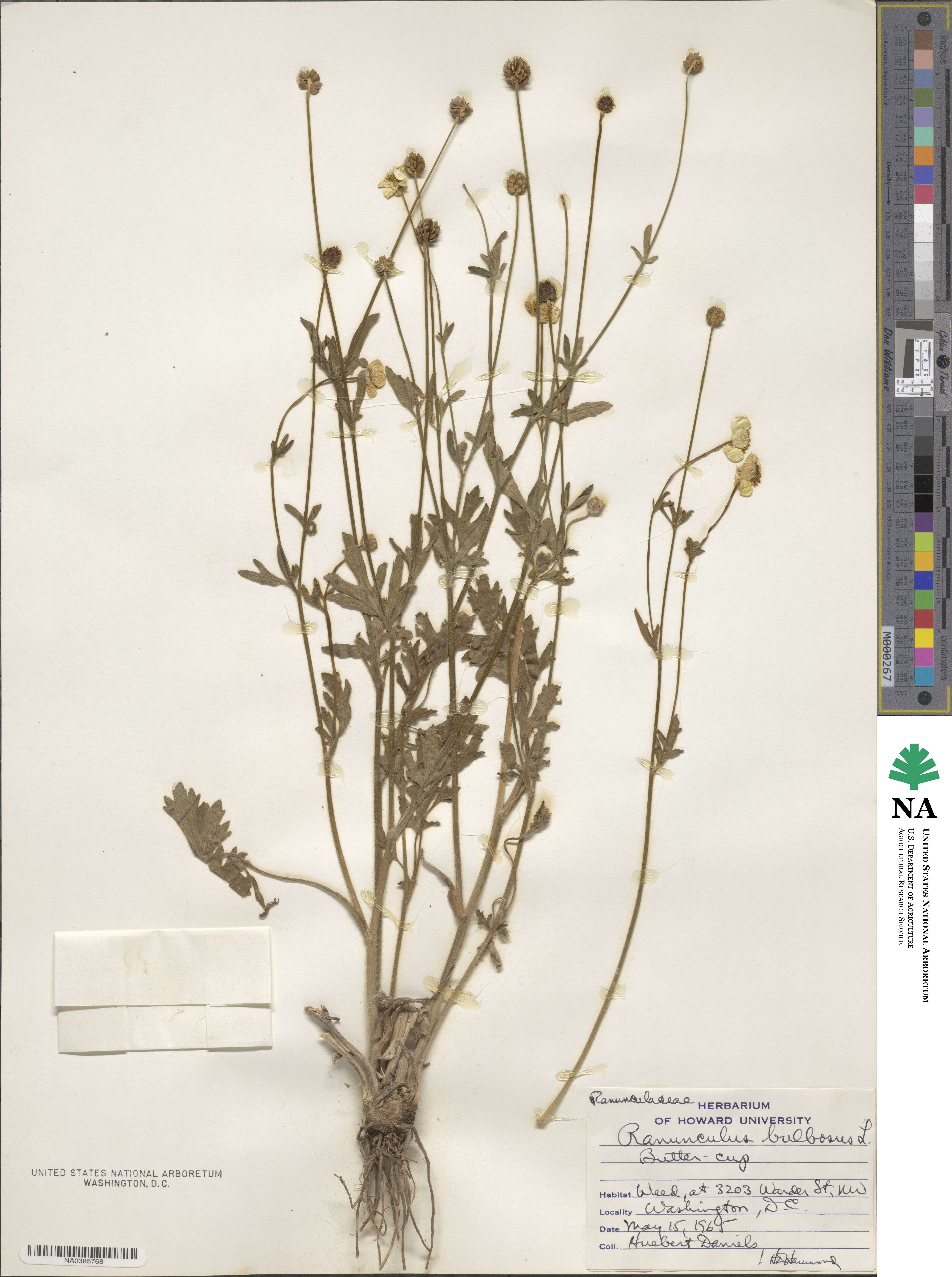 Ranunculus bulbosus image