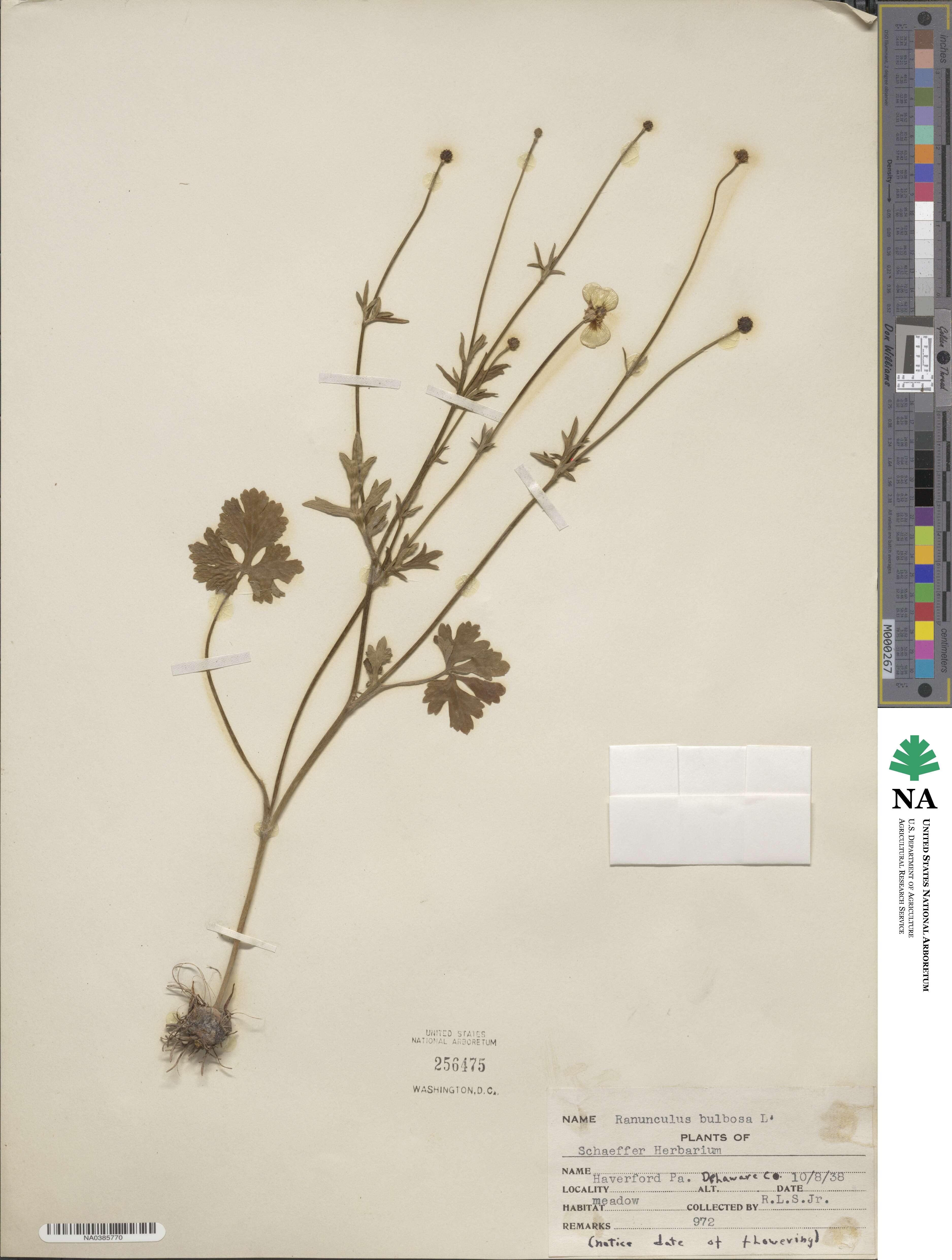 Ranunculus bulbosus image