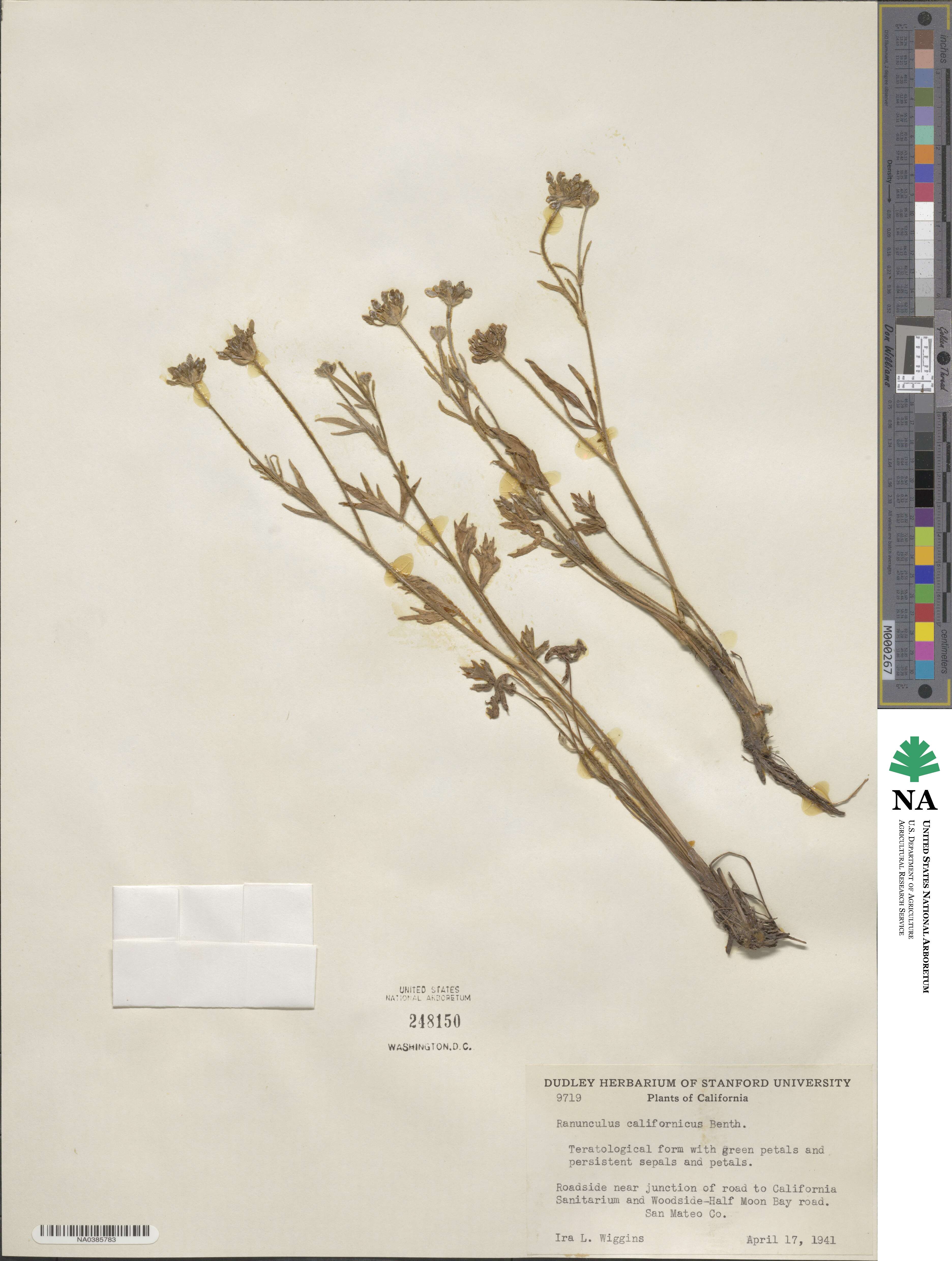 Ranunculus californicus image