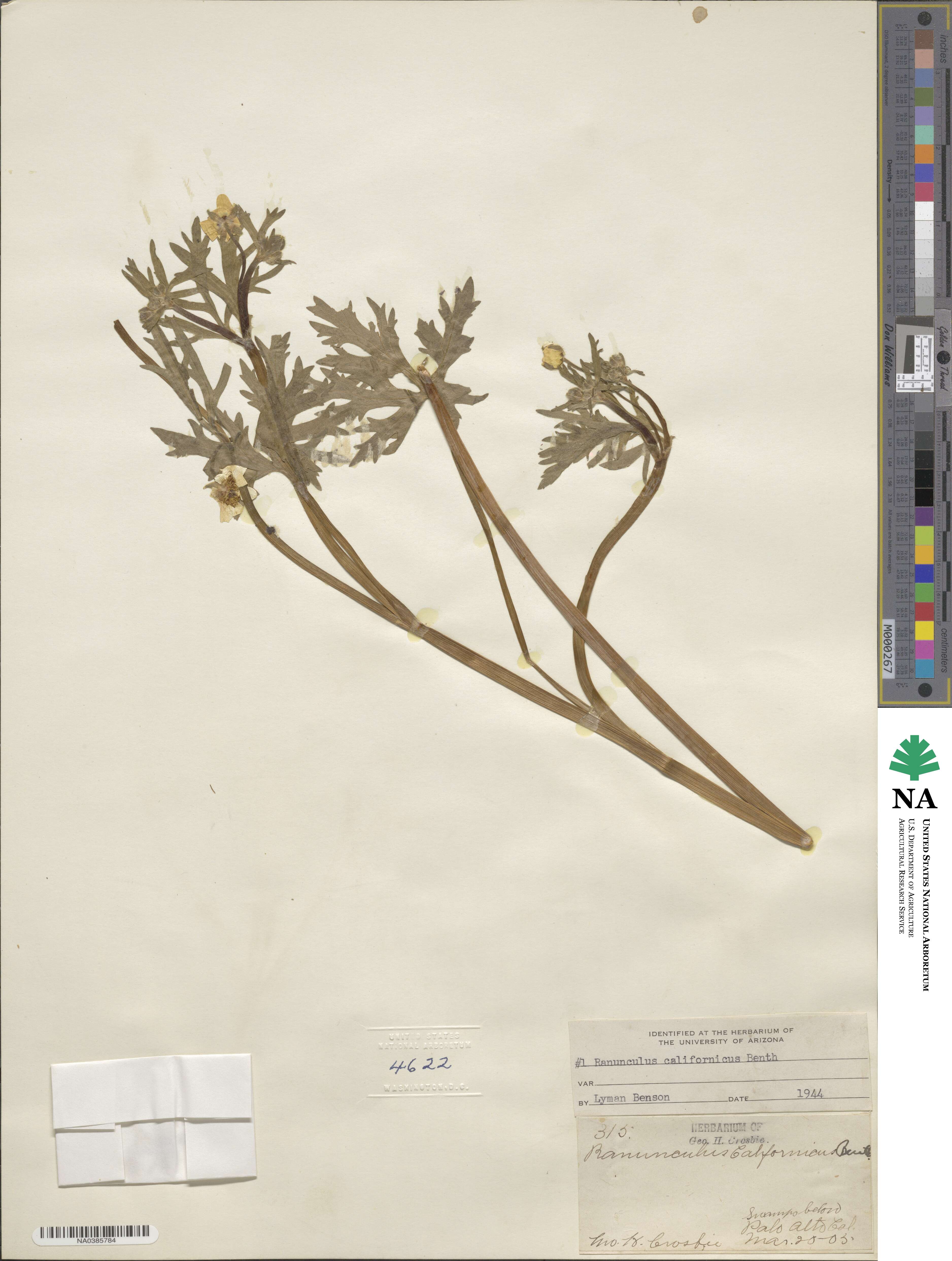 Ranunculus californicus image