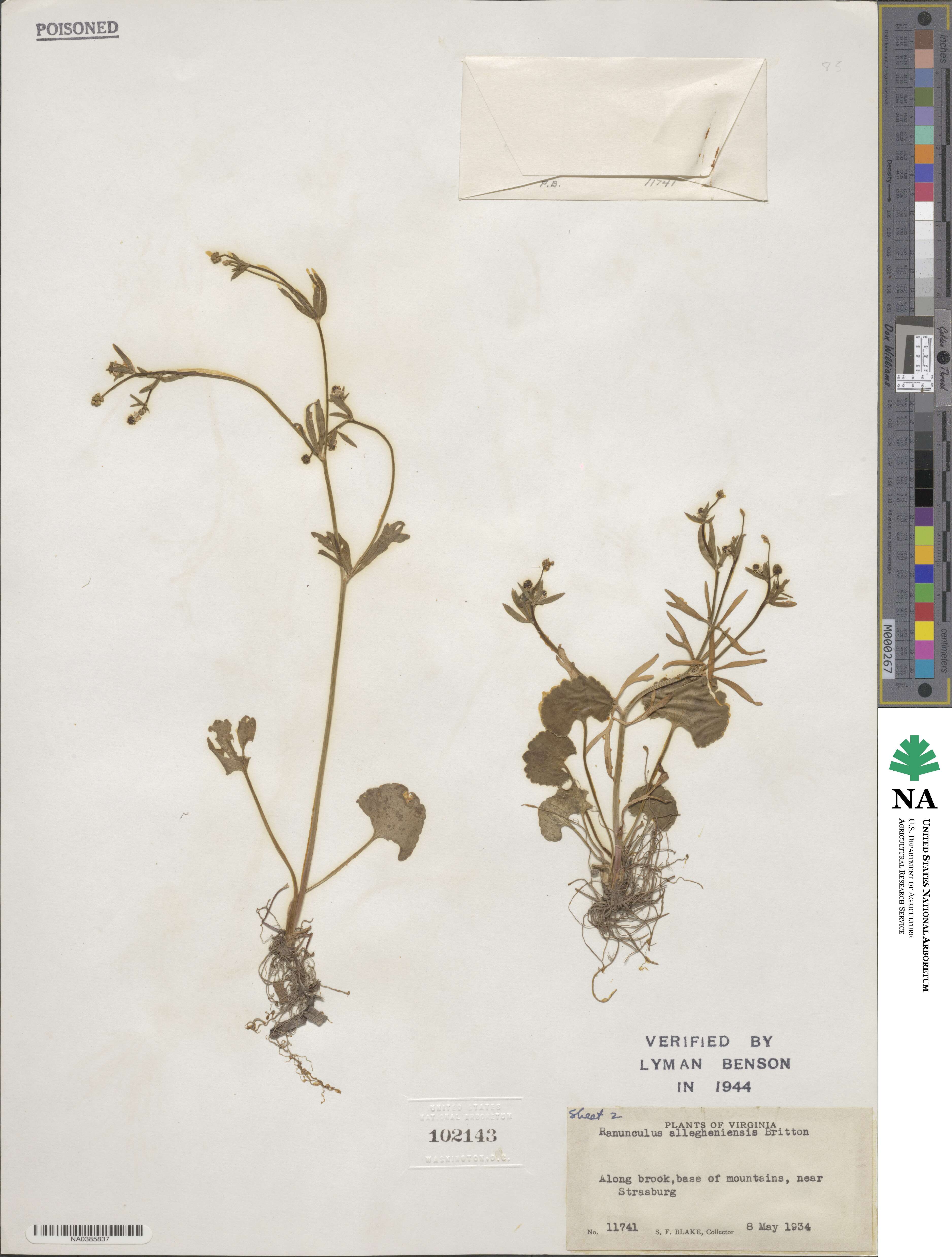 Ranunculus allegheniensis image