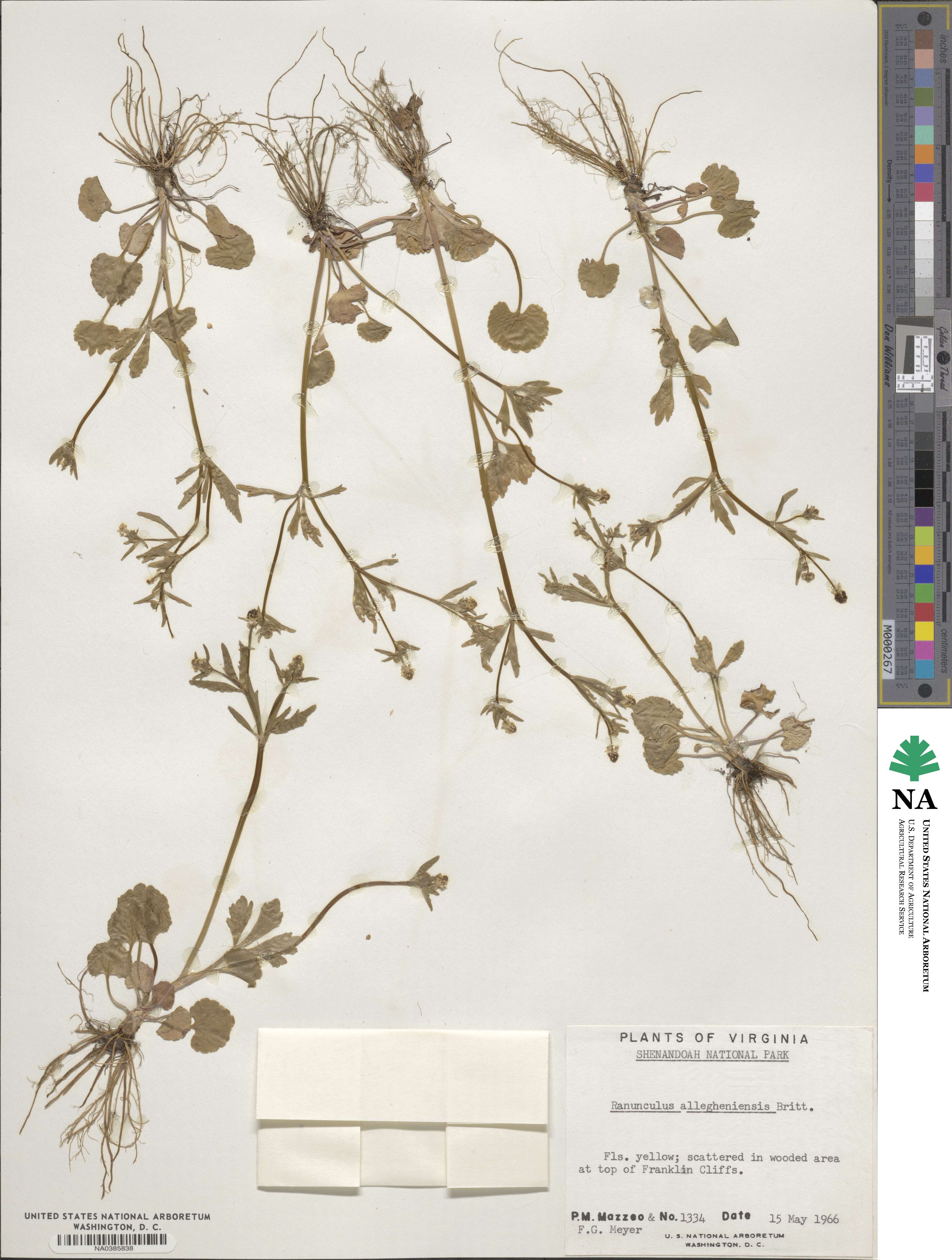 Ranunculus allegheniensis image