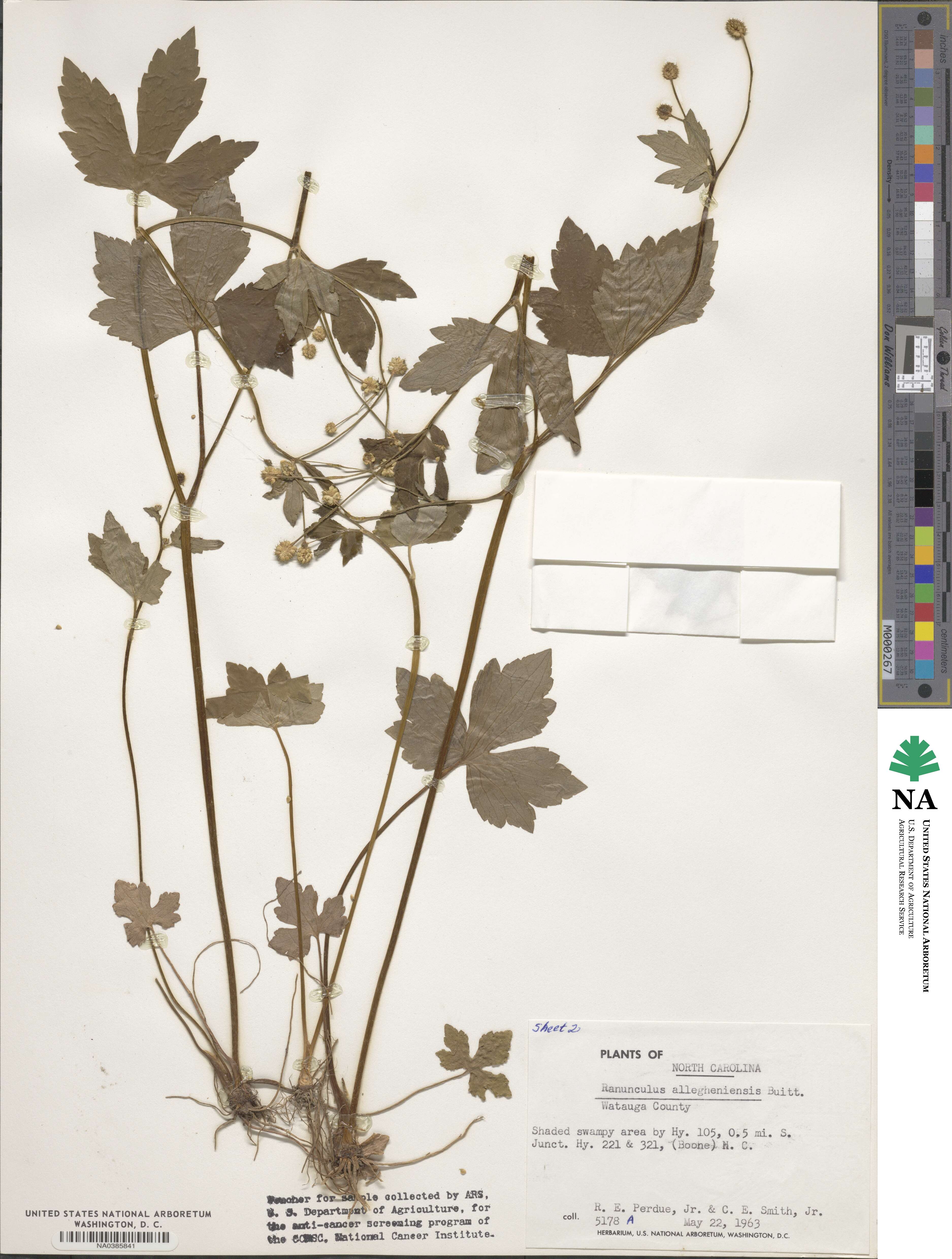 Ranunculus allegheniensis image