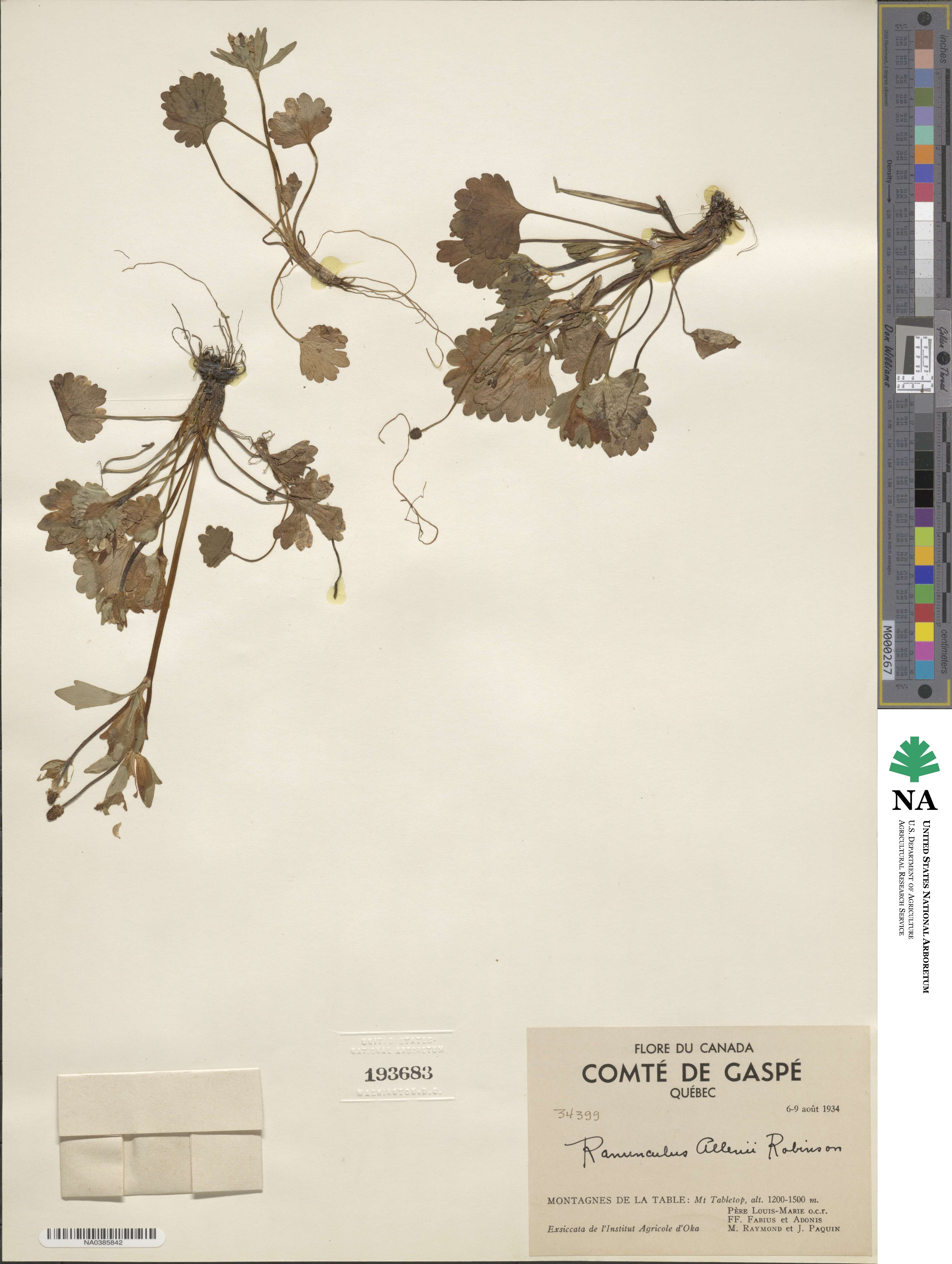 Ranunculus allenii image