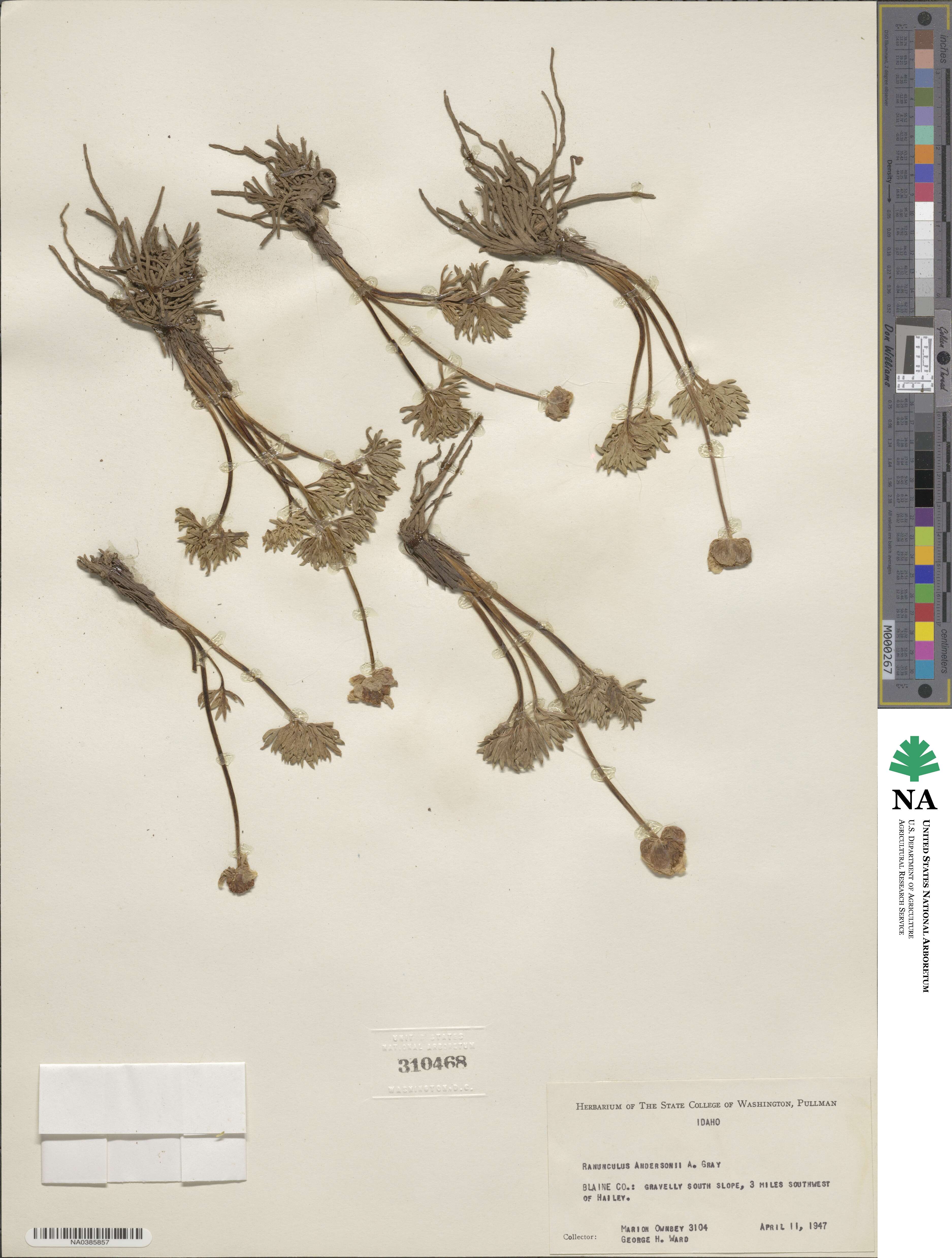 Beckwithia image