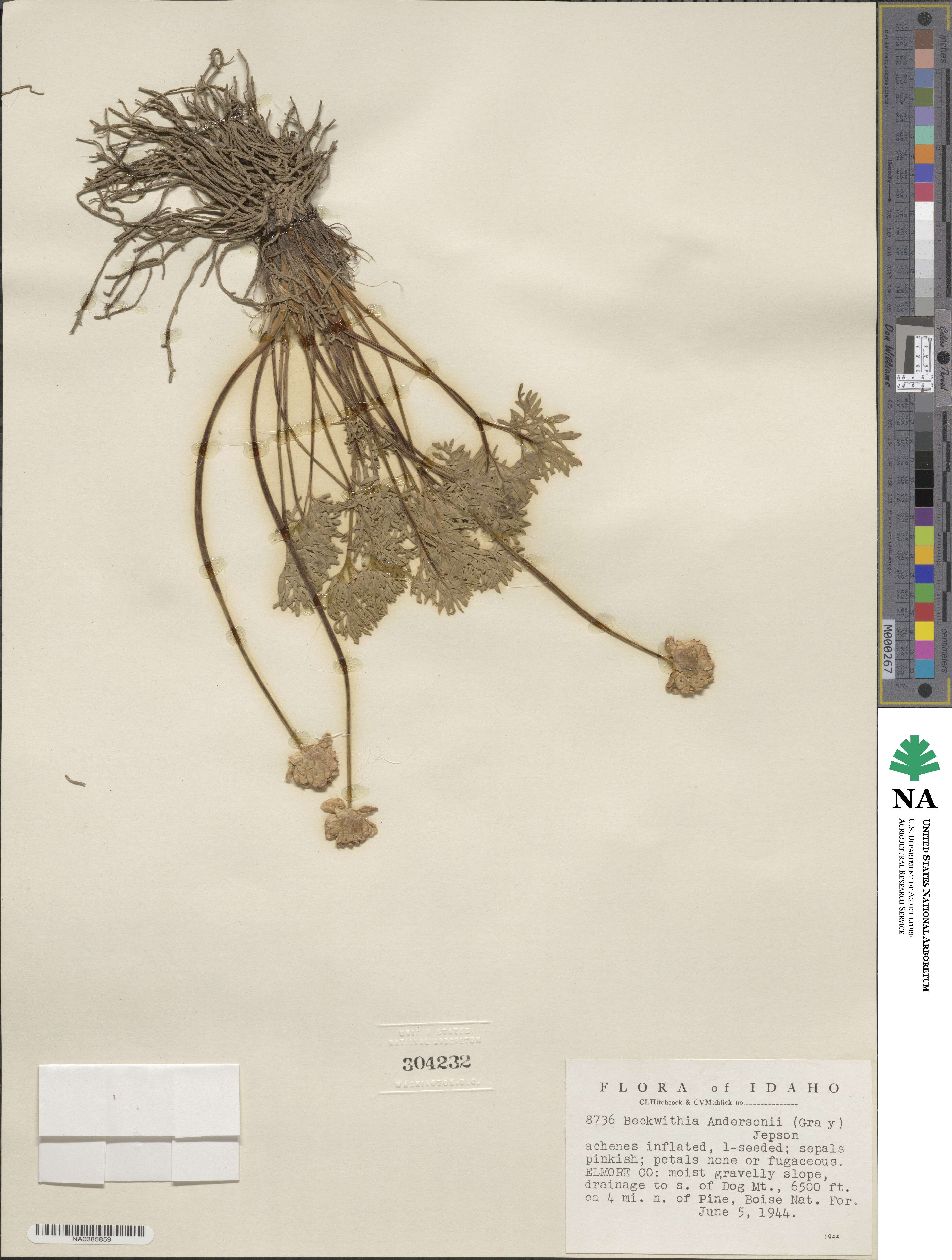 Beckwithia andersonii image