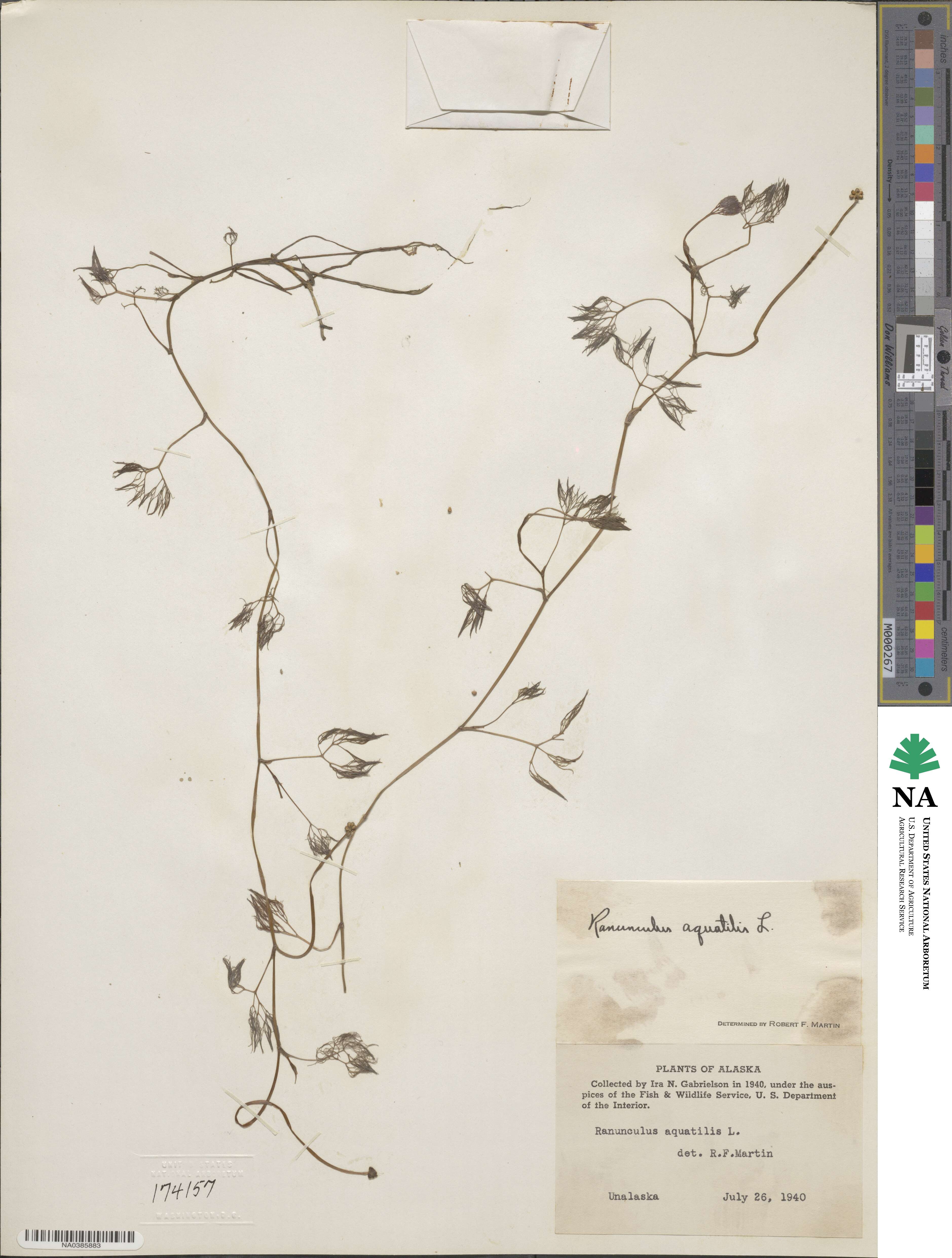 Ranunculus aquatilis image