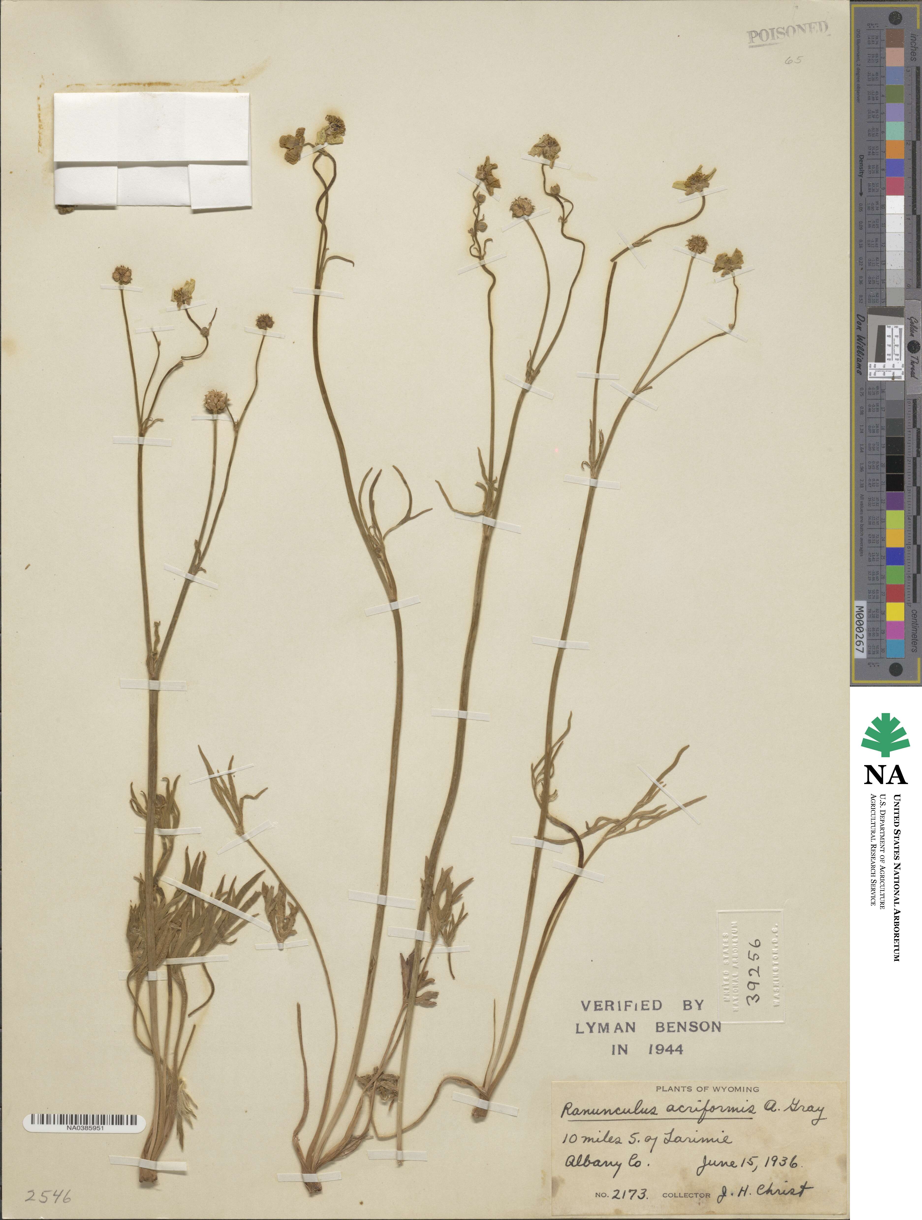 Ranunculus acriformis image