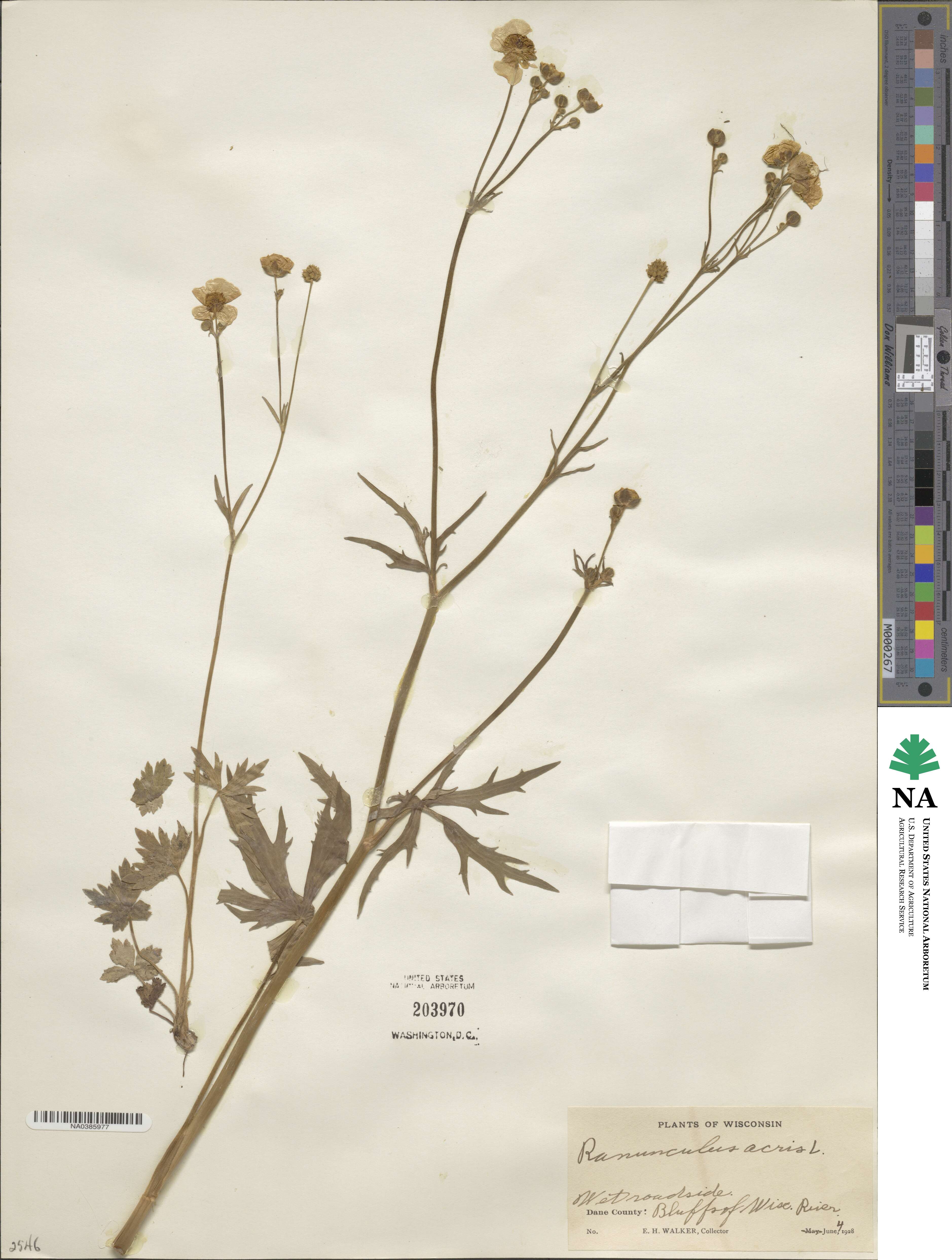 Ranunculus acris image
