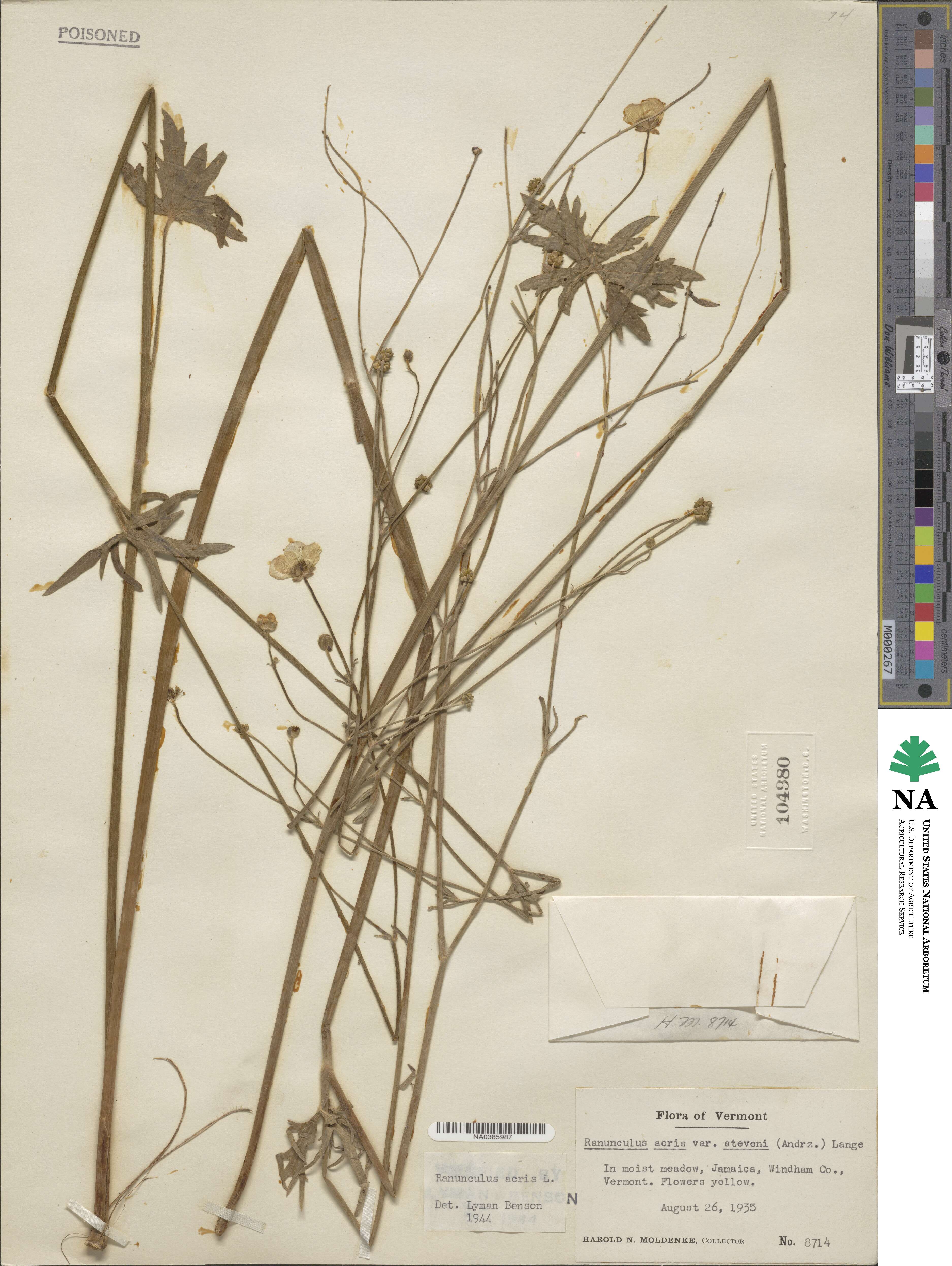 Ranunculus acris image