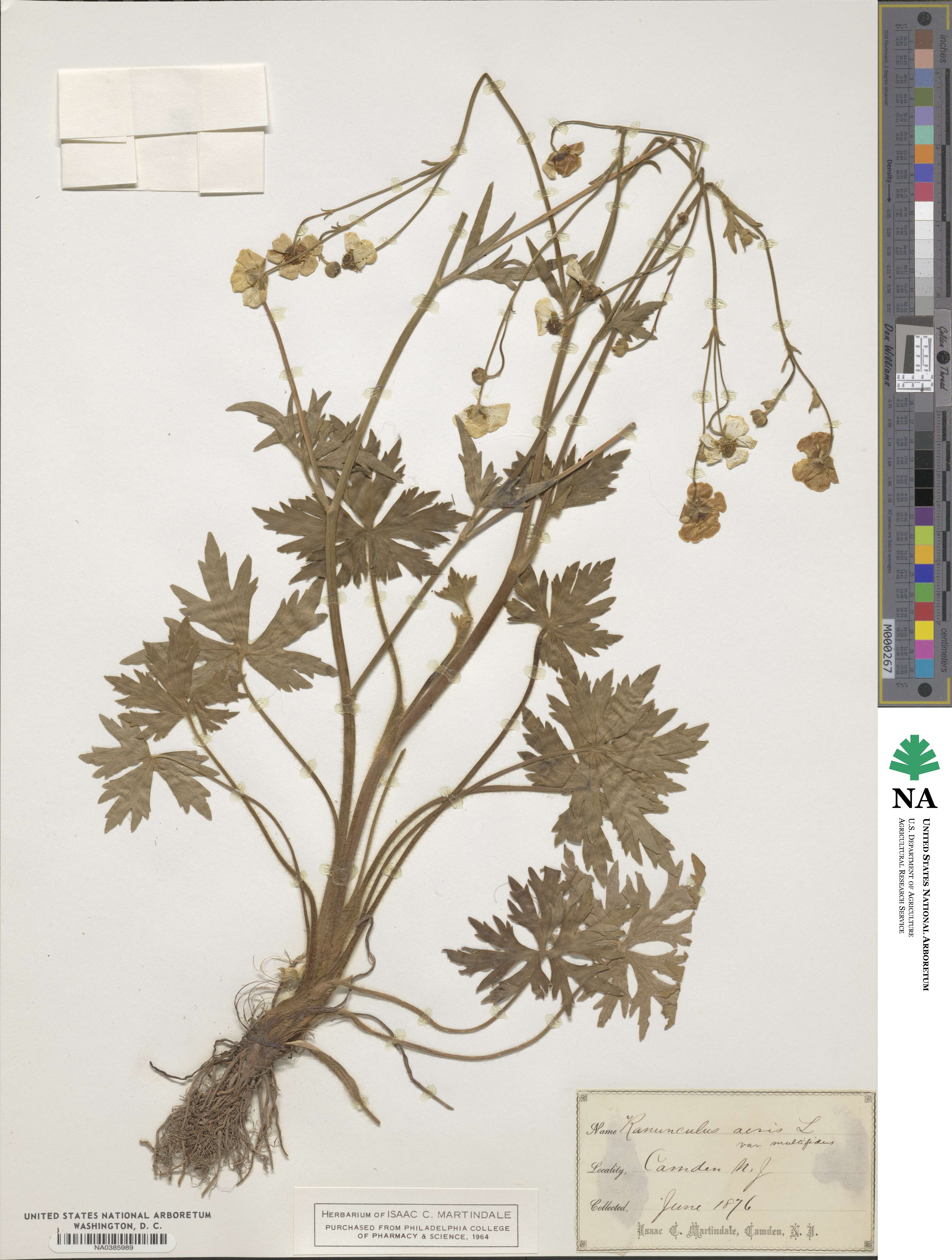 Ranunculus acris image