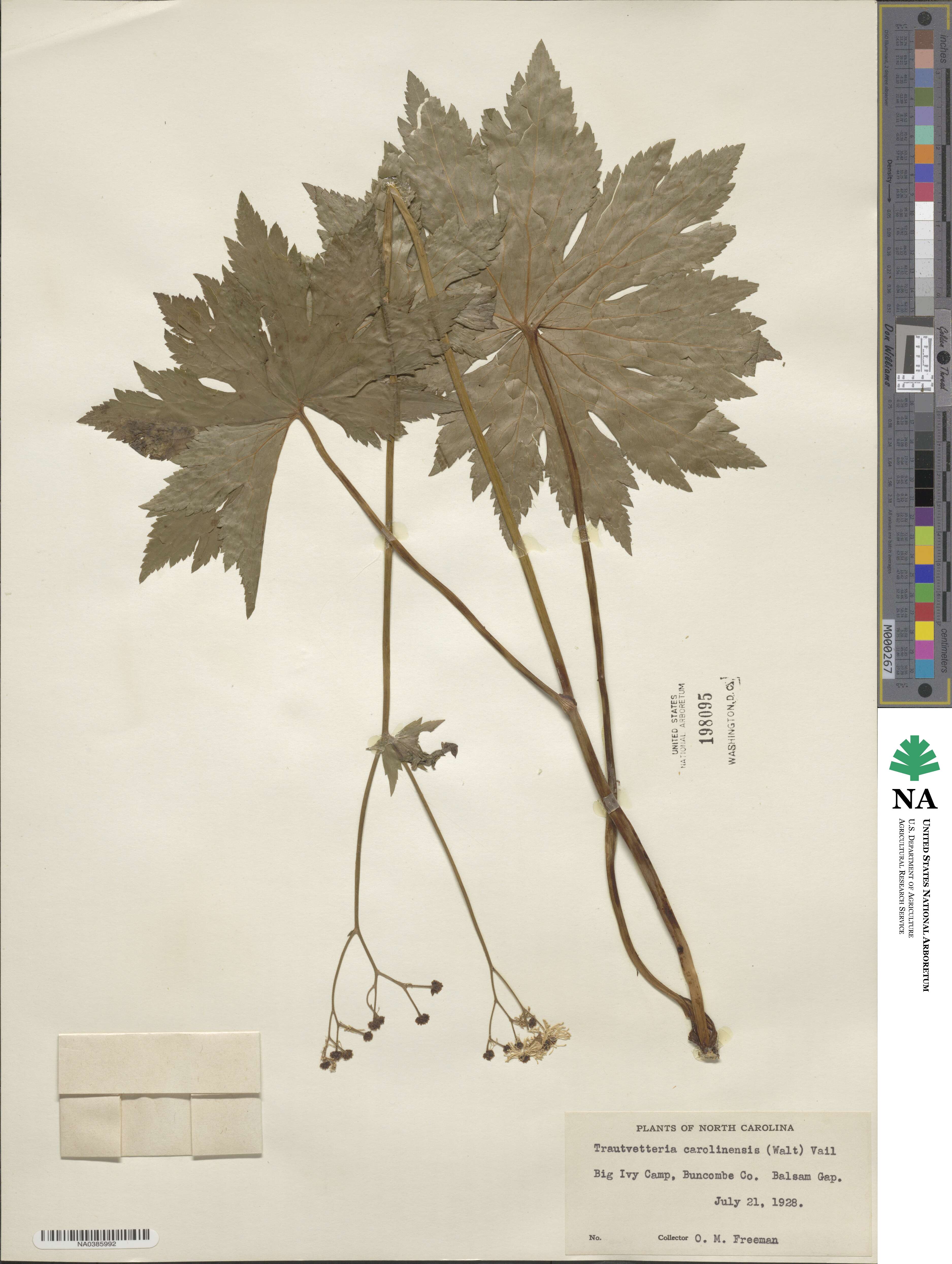 Trautvetteria caroliniensis image