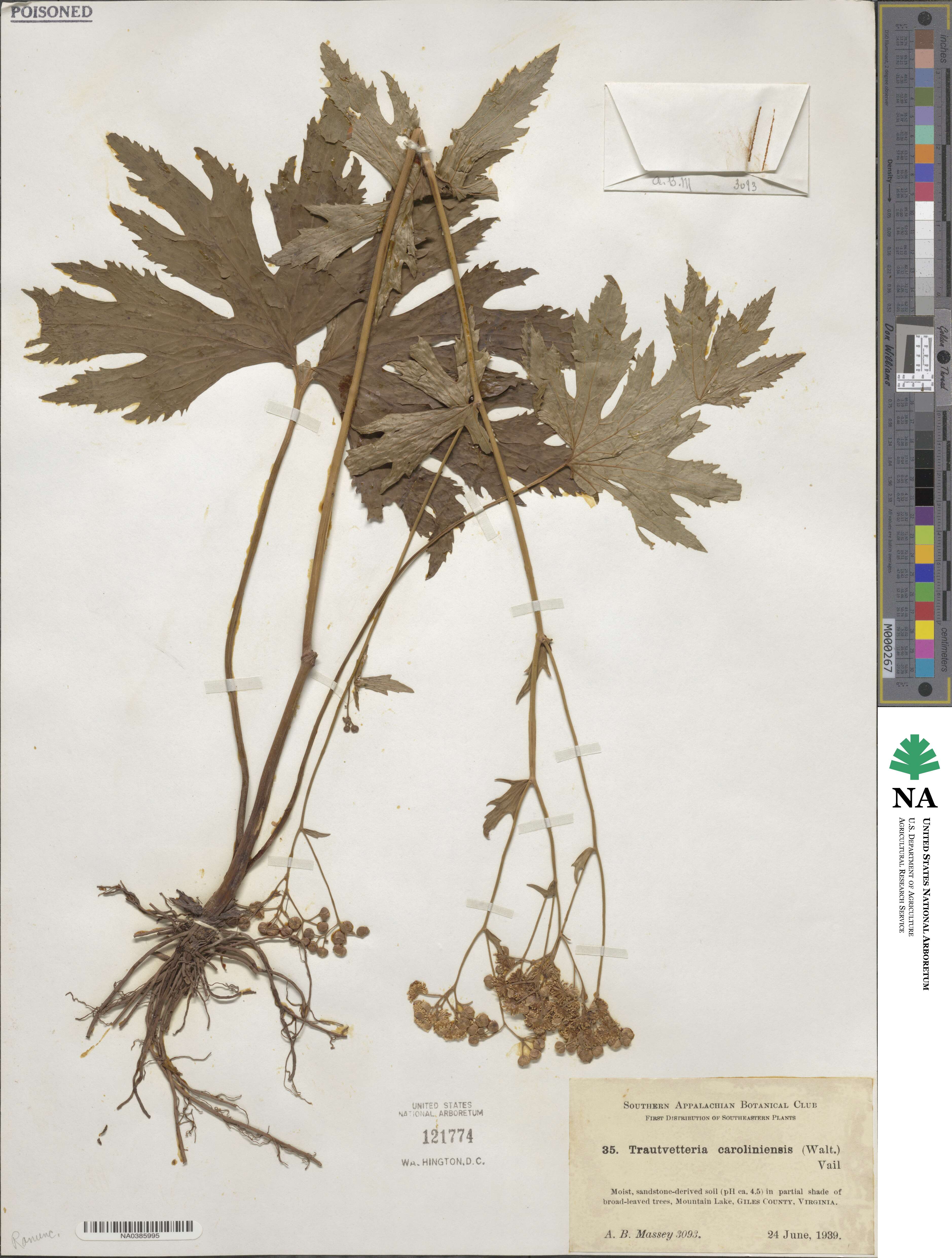 Trautvetteria image
