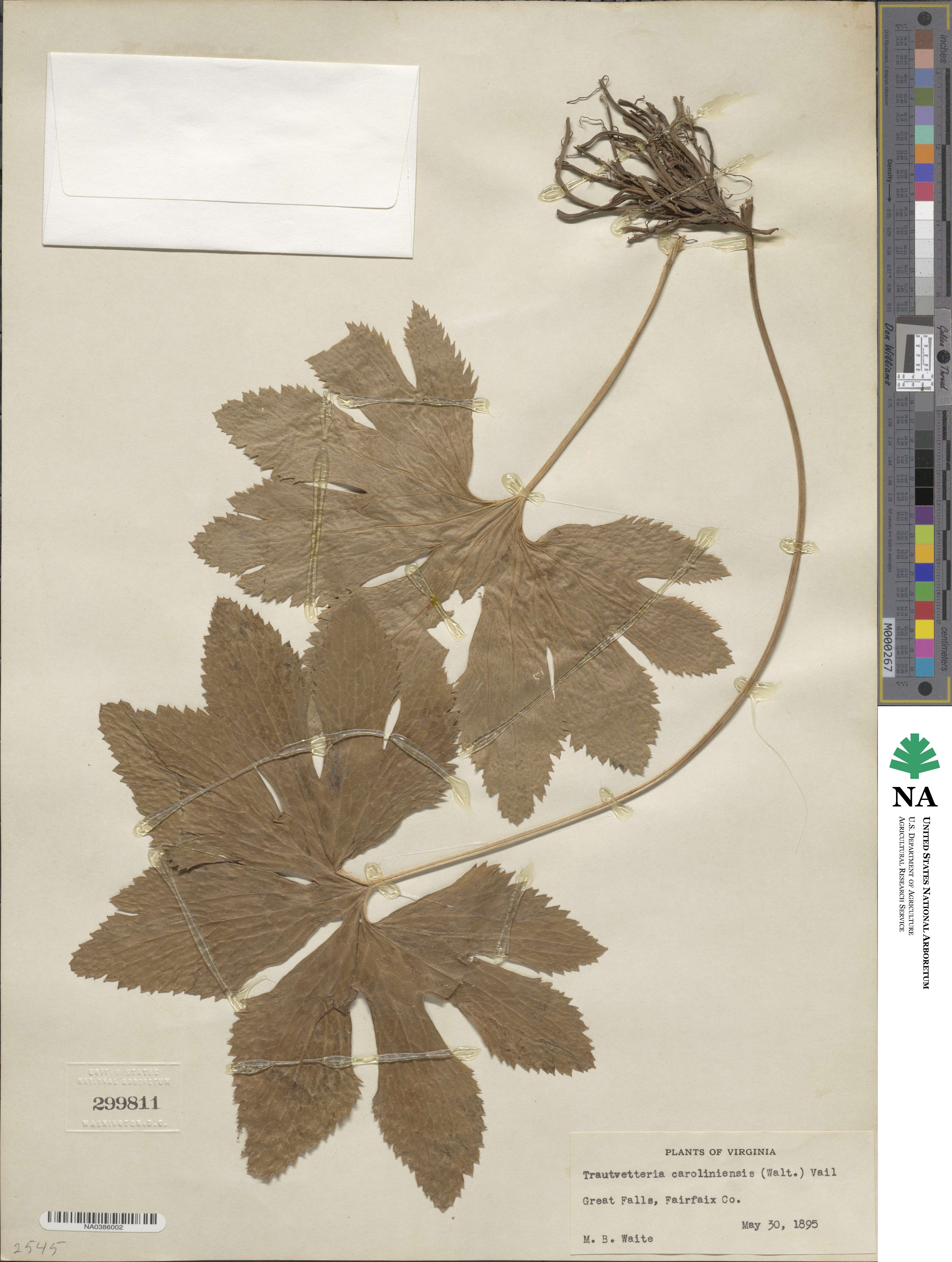 Trautvetteria caroliniensis image