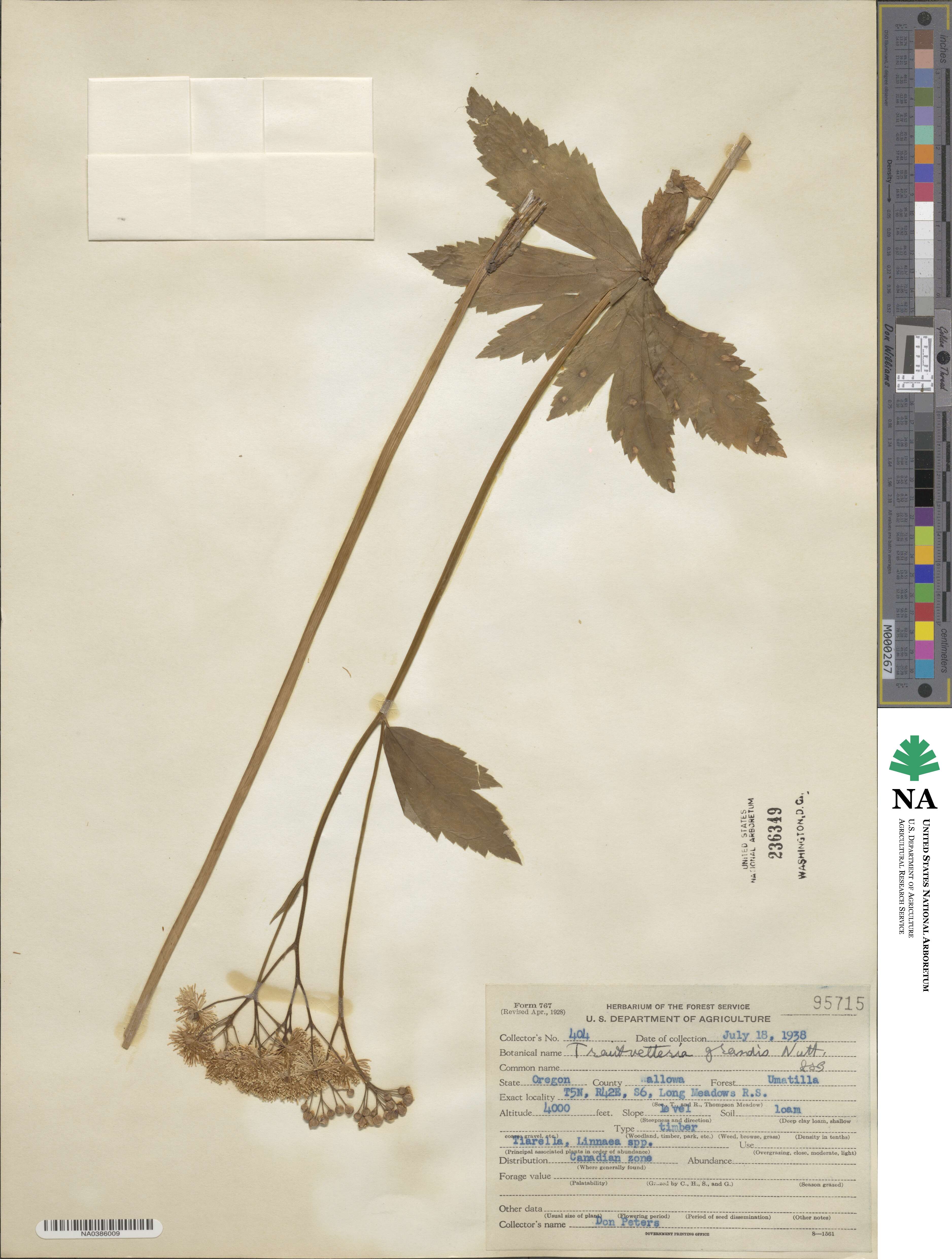 Trautvetteria grandis image