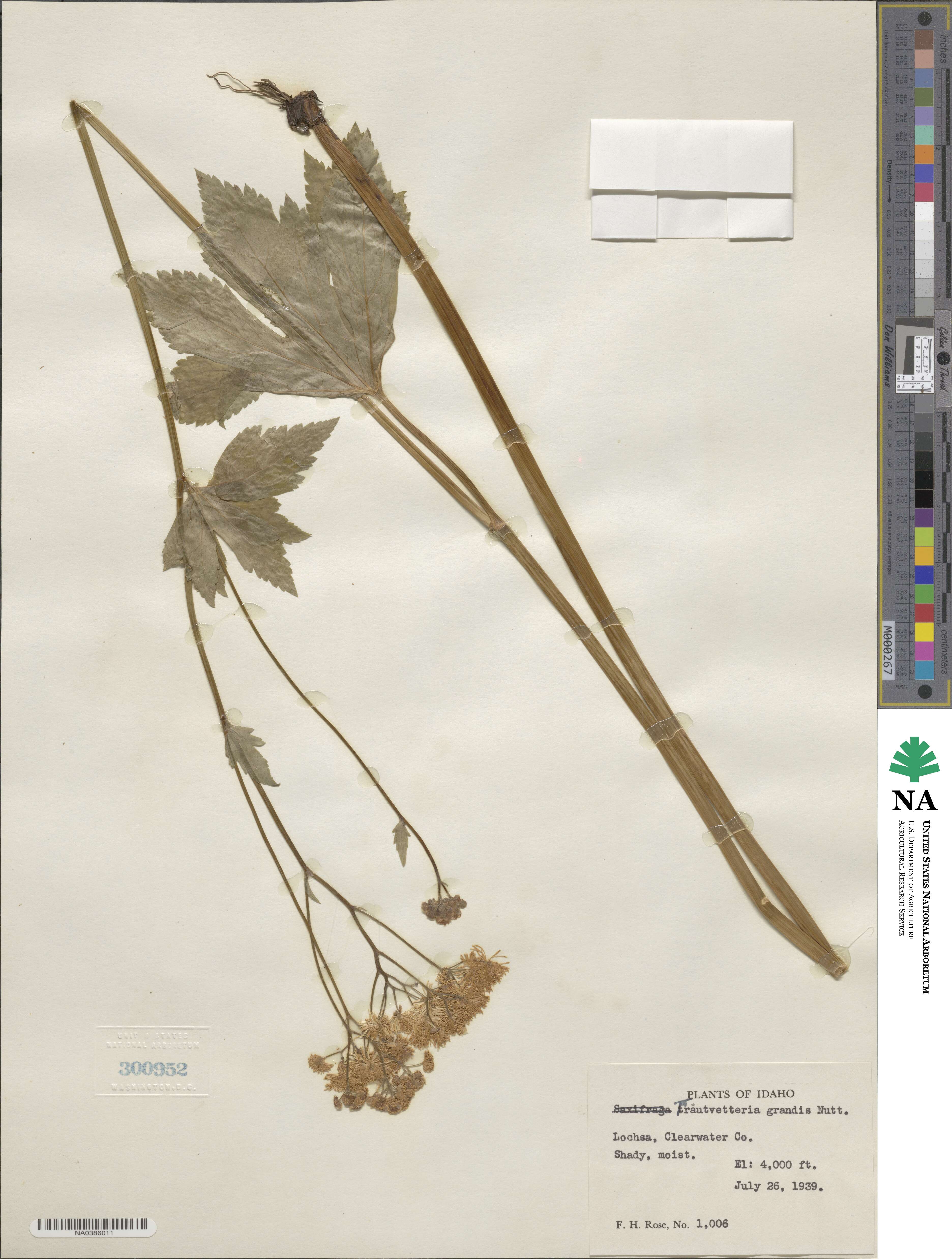 Trautvetteria grandis image