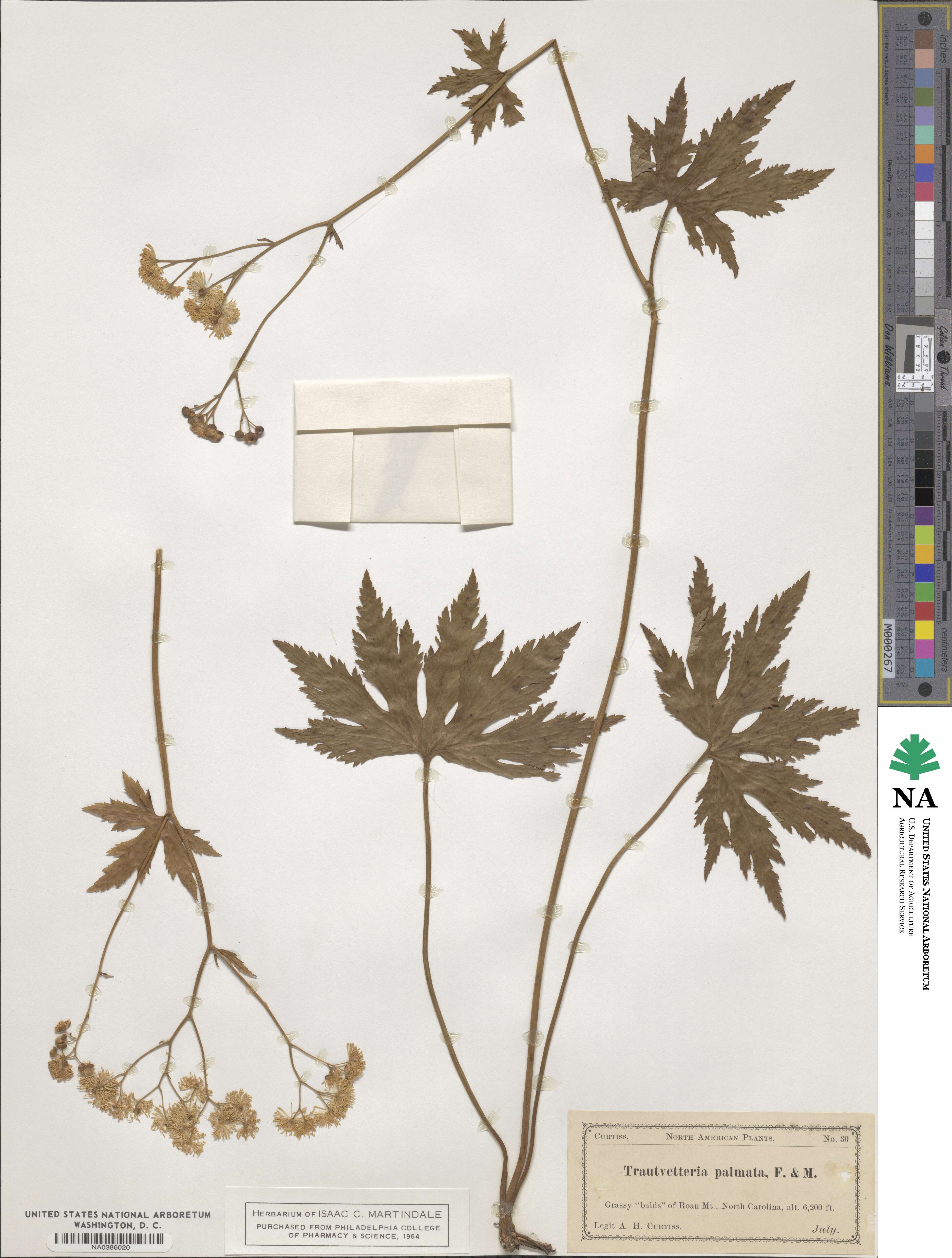 Trautvetteria palmata image